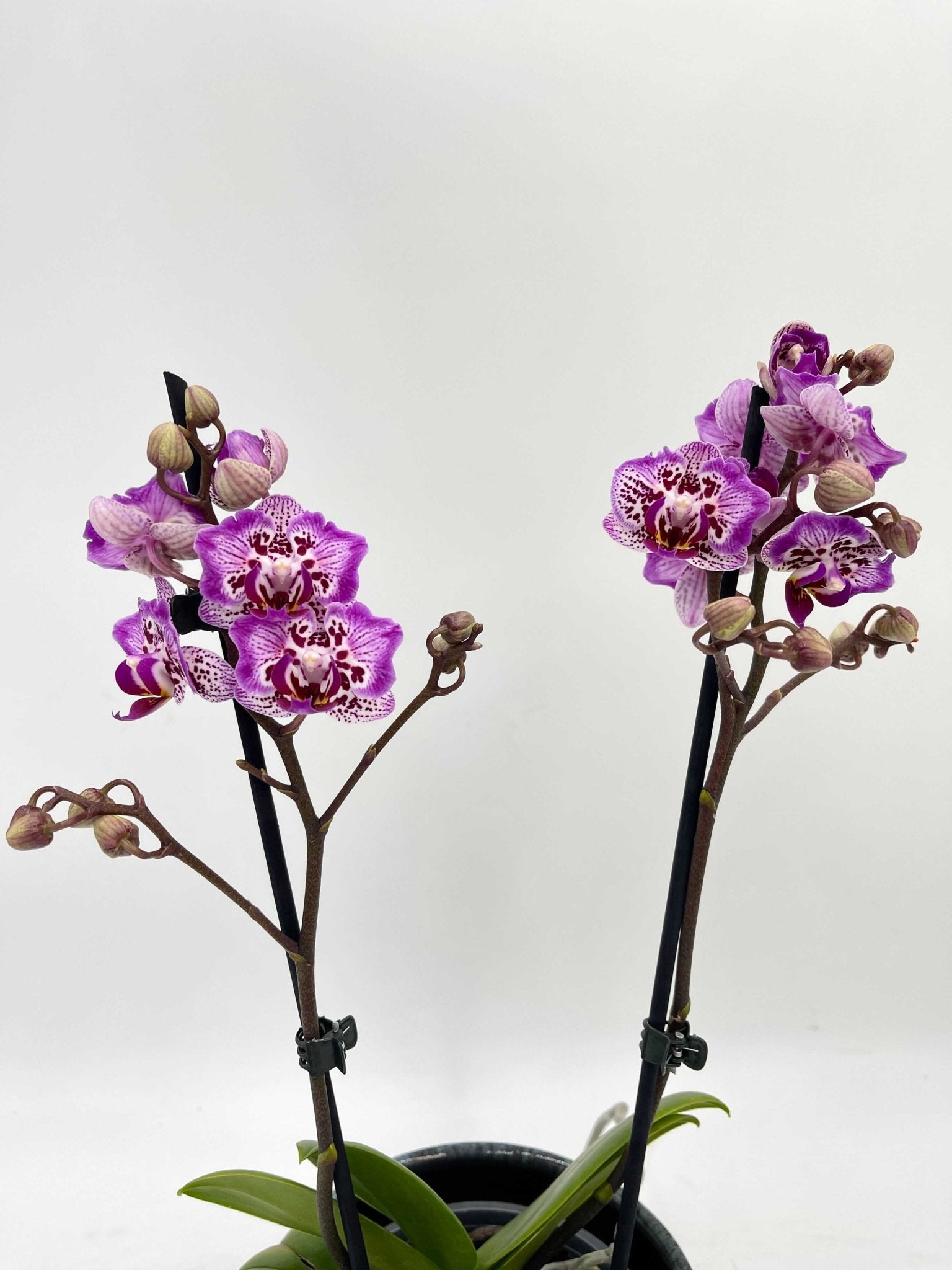 Phalaenopsis Formosa Cranberry 'Peloric, Rare Orchid