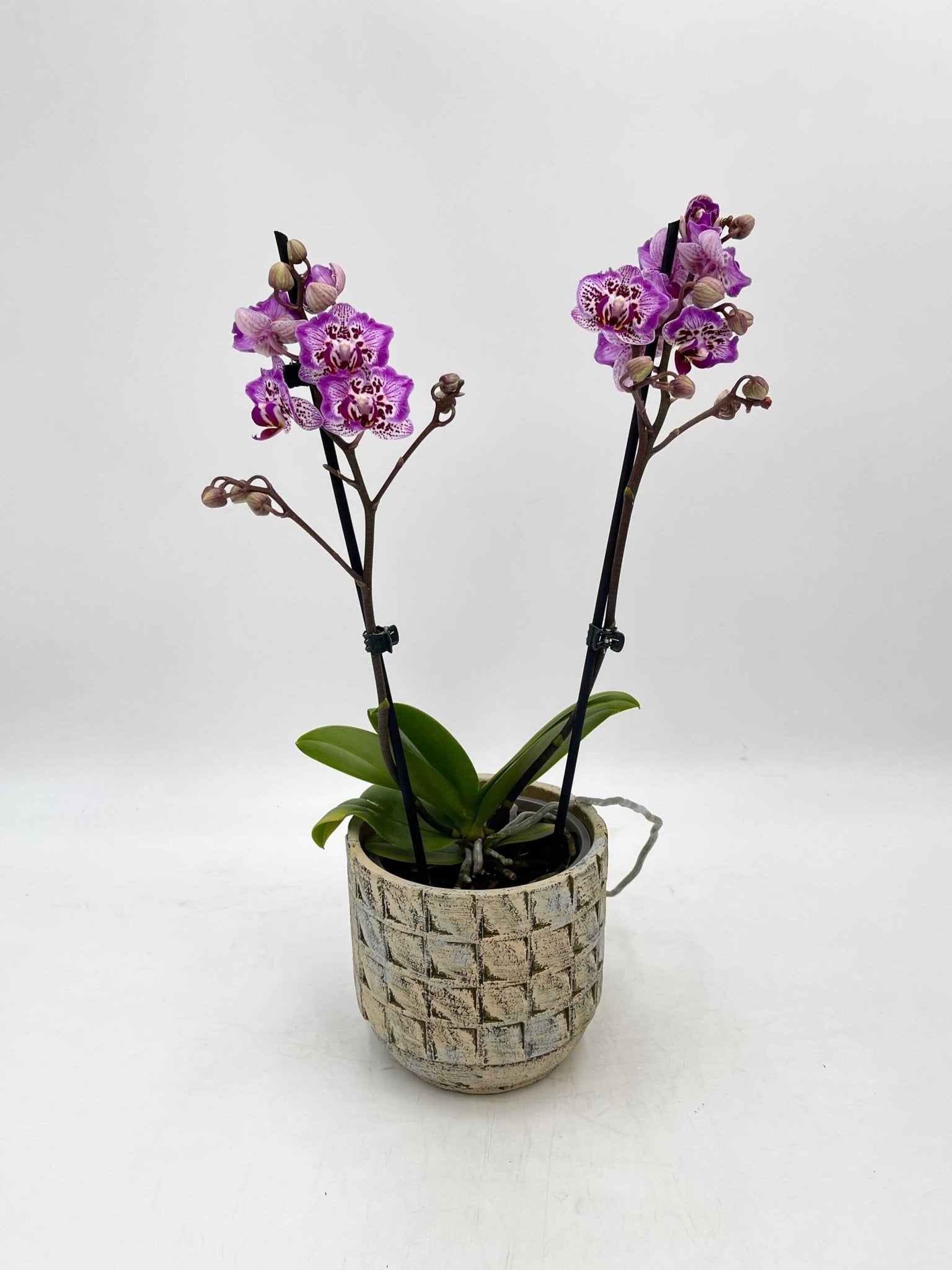 Phalaenopsis Formosa Cranberry 'Peloric, Rare Orchid