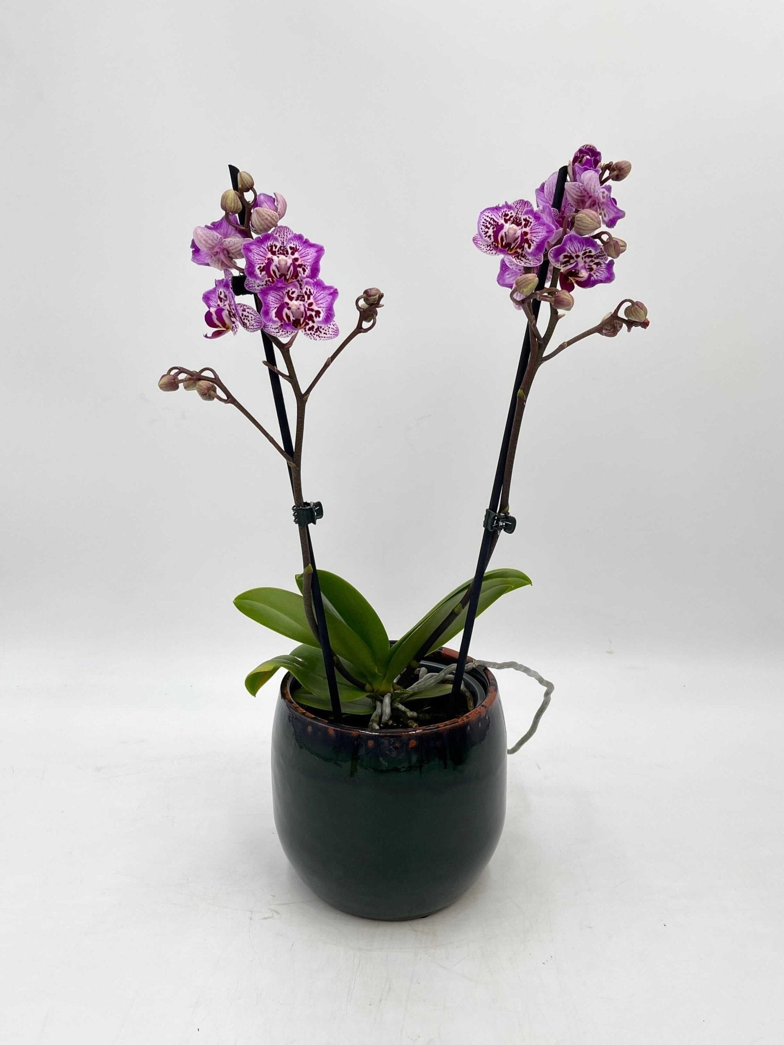 Phalaenopsis Formosa Cranberry 'Peloric, Rare Orchid