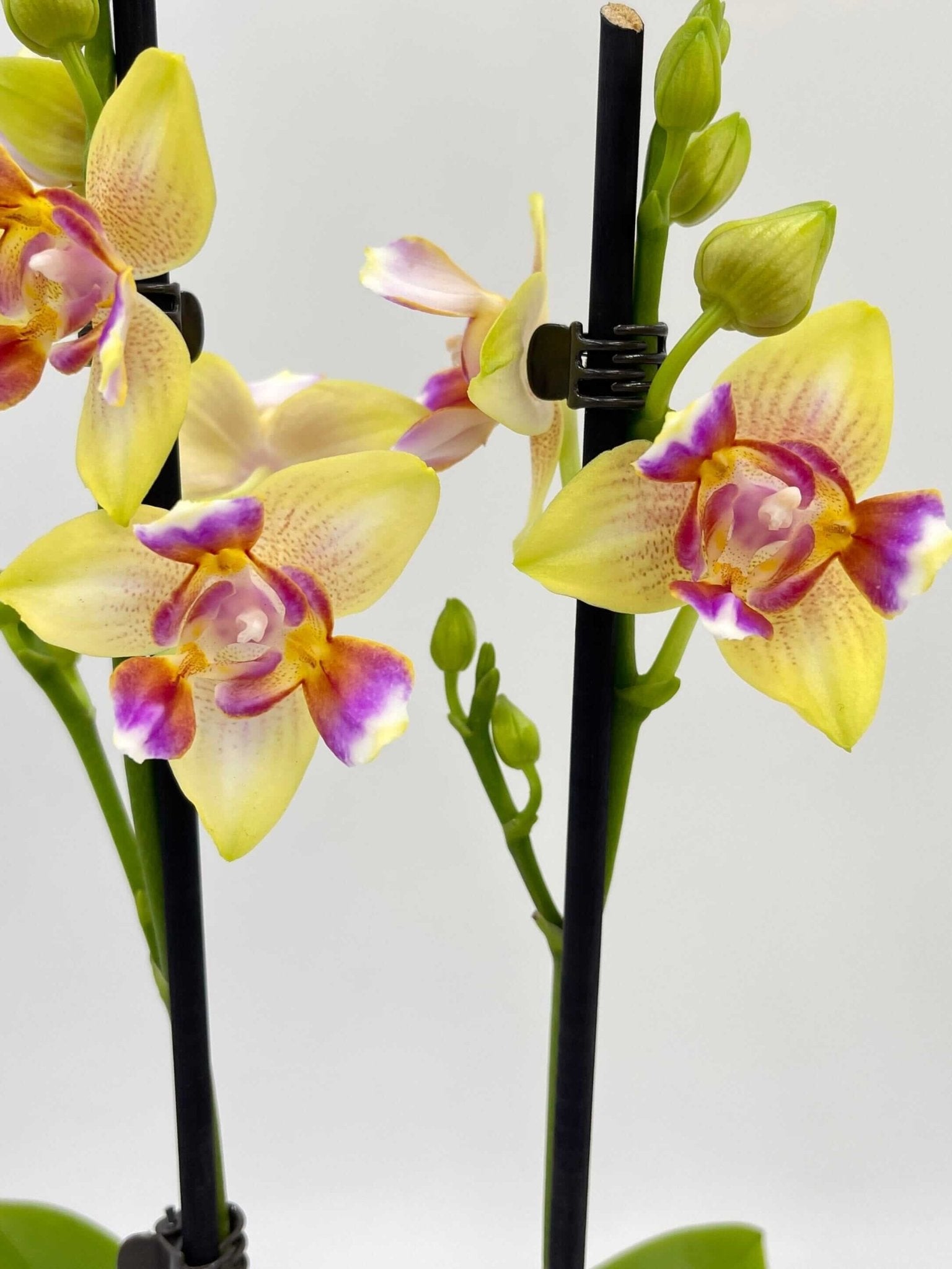 Phalaenopsis I-Hsin Venus Peloric, 3 Lip, Fragrant Flowers, Pet Safe Plant