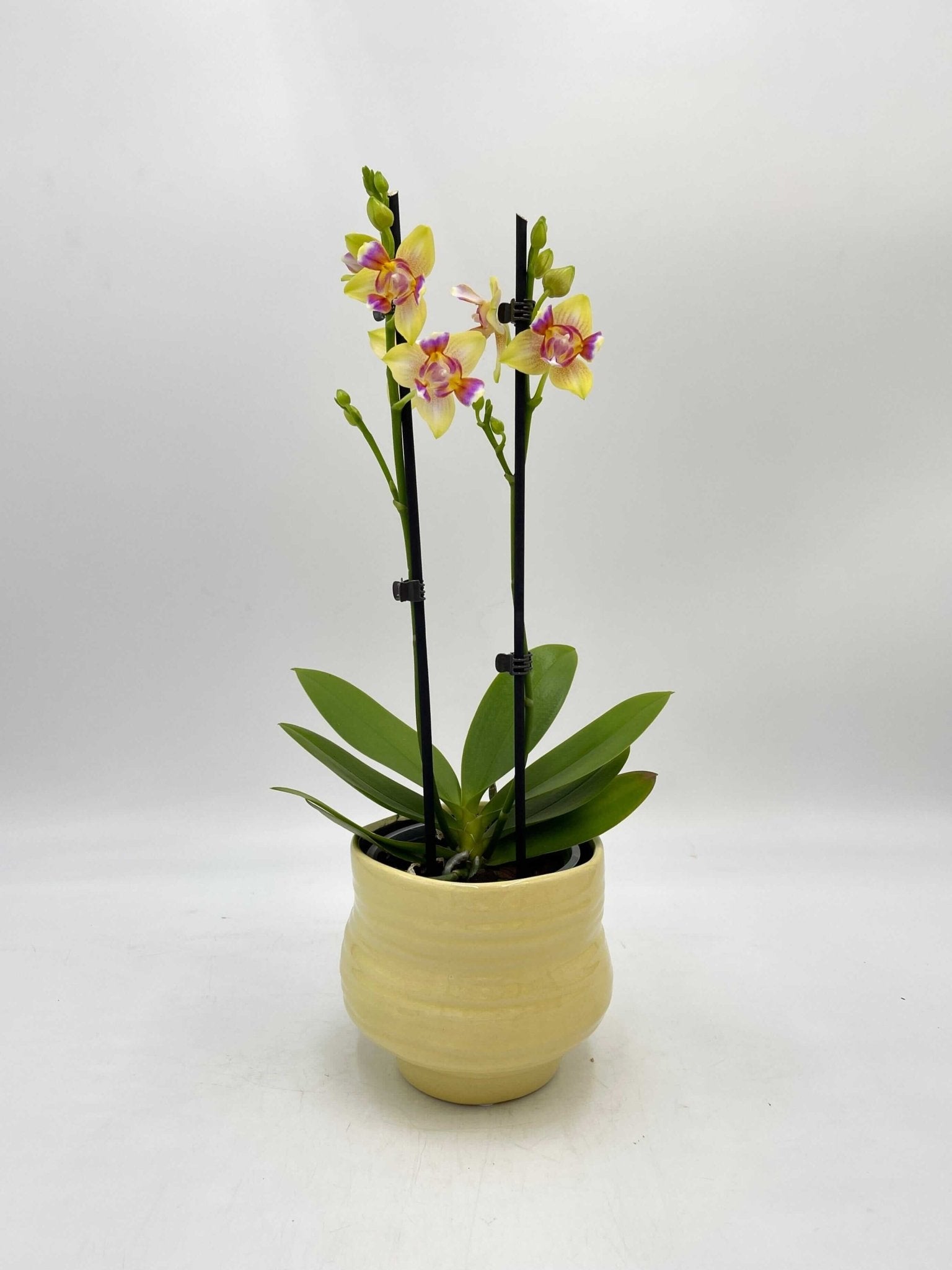 Phalaenopsis I-Hsin Venus Peloric, 3 Lip, Fragrant Flowers, Pet Safe Plant