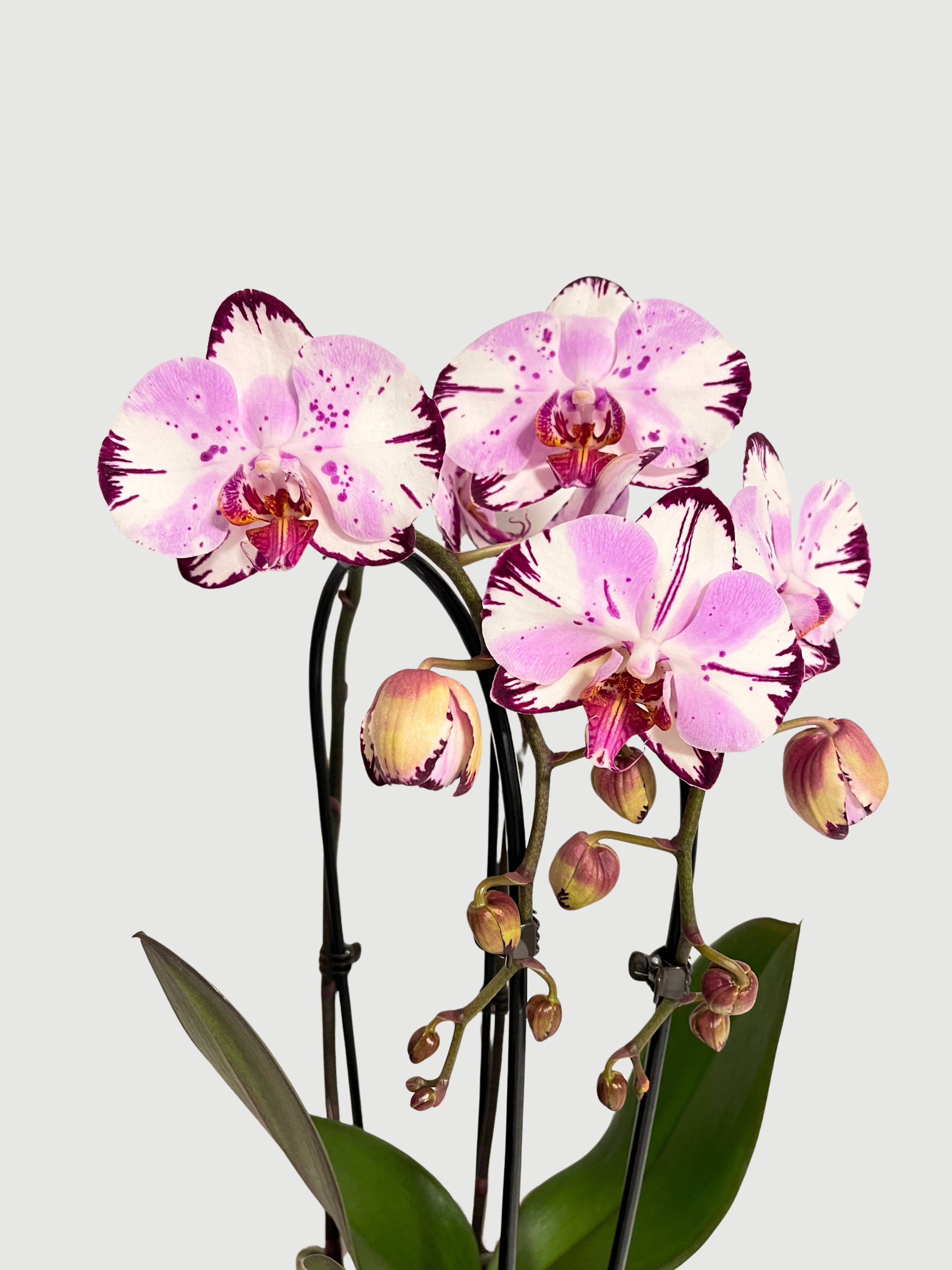 Phalaenopsis_Magic_Art_-_Rare_Orchid_-_50-60cm