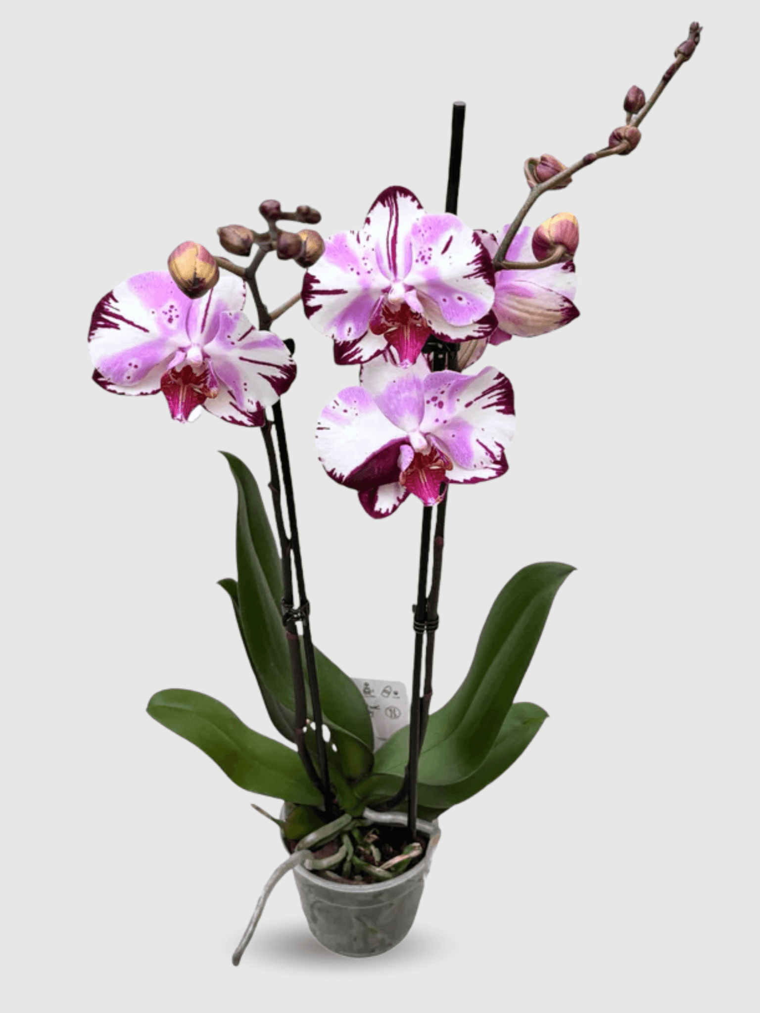 Phalaenopsis Magic Art - Rare Orchid - 70cm