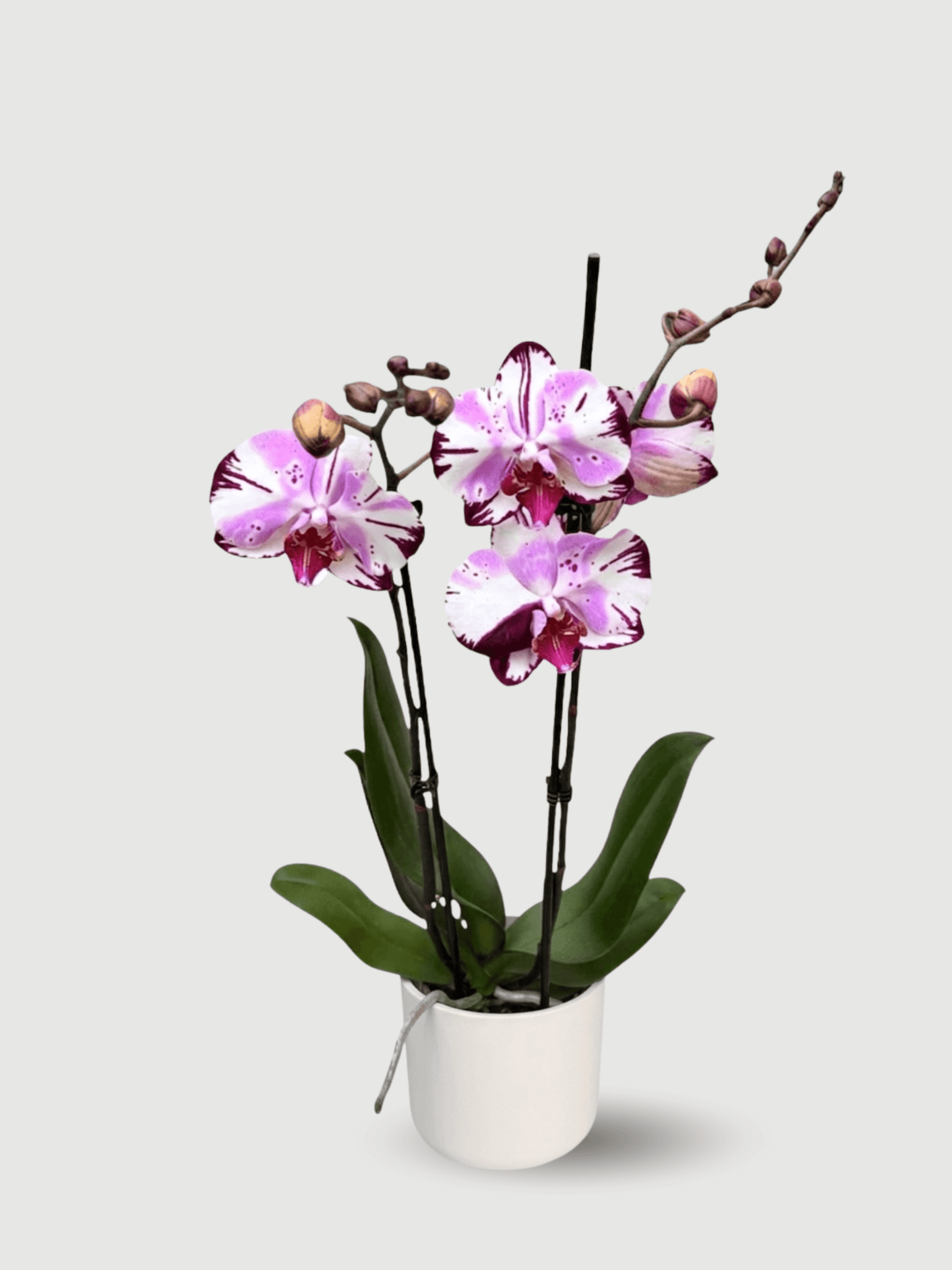 Phalaenopsis Magic Art - Rare Orchid - 70cm