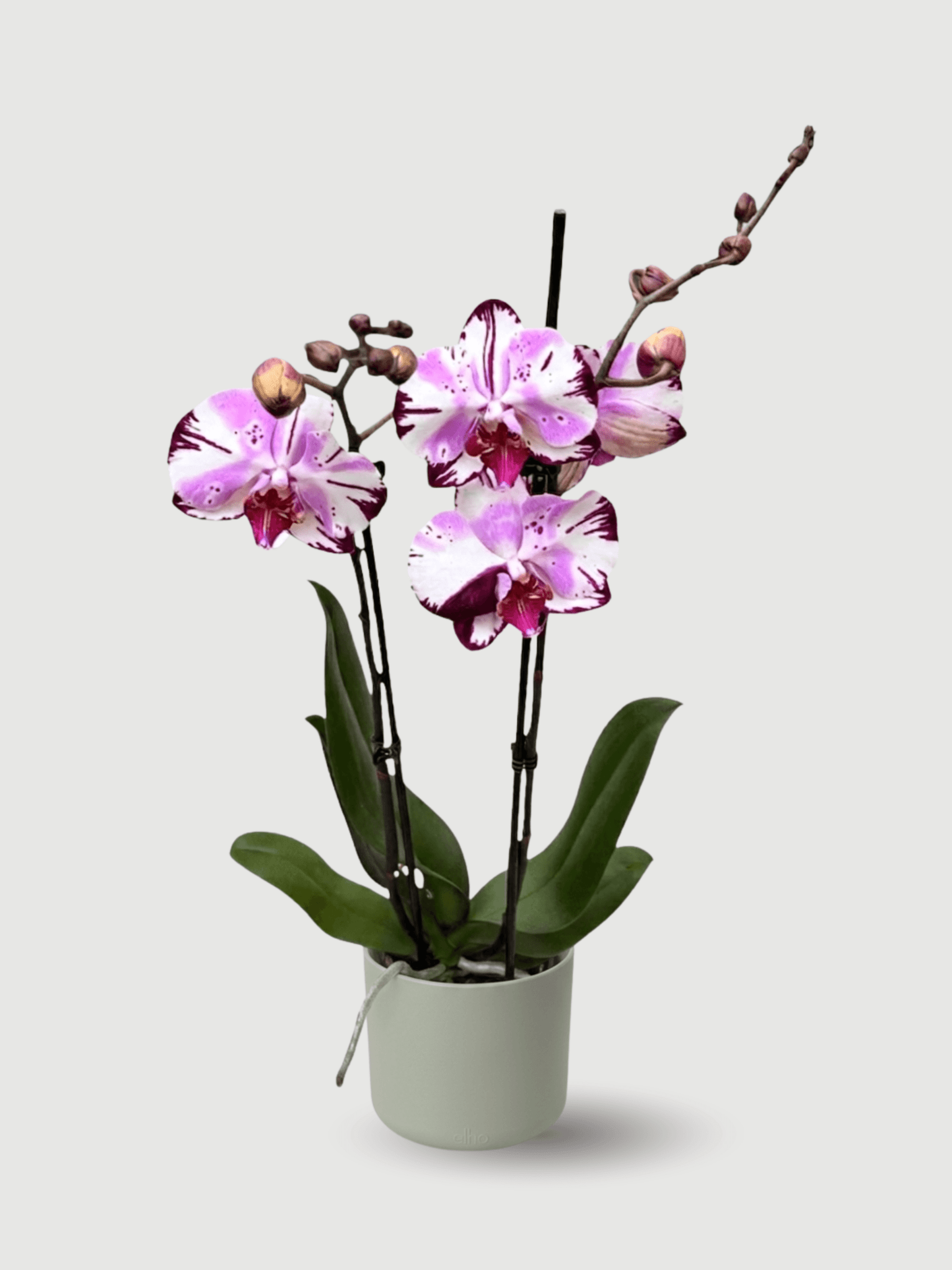 Phalaenopsis Magic Art - Rare Orchid - 70cm