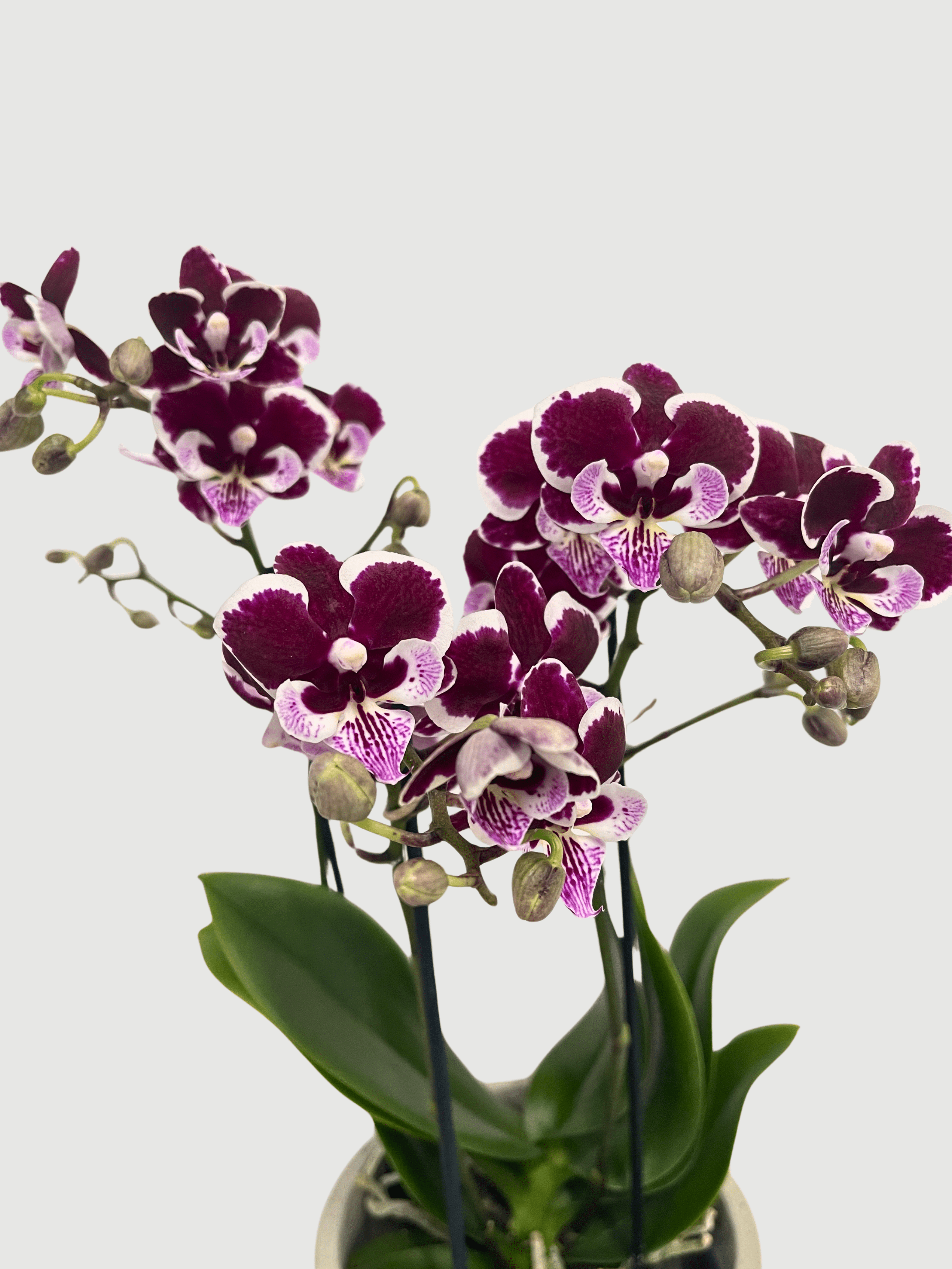 Phalaenopsis Manta Vuro Orchid | Royal Purple Big-Lip Orchid, 40-45cm - Rebel Plants