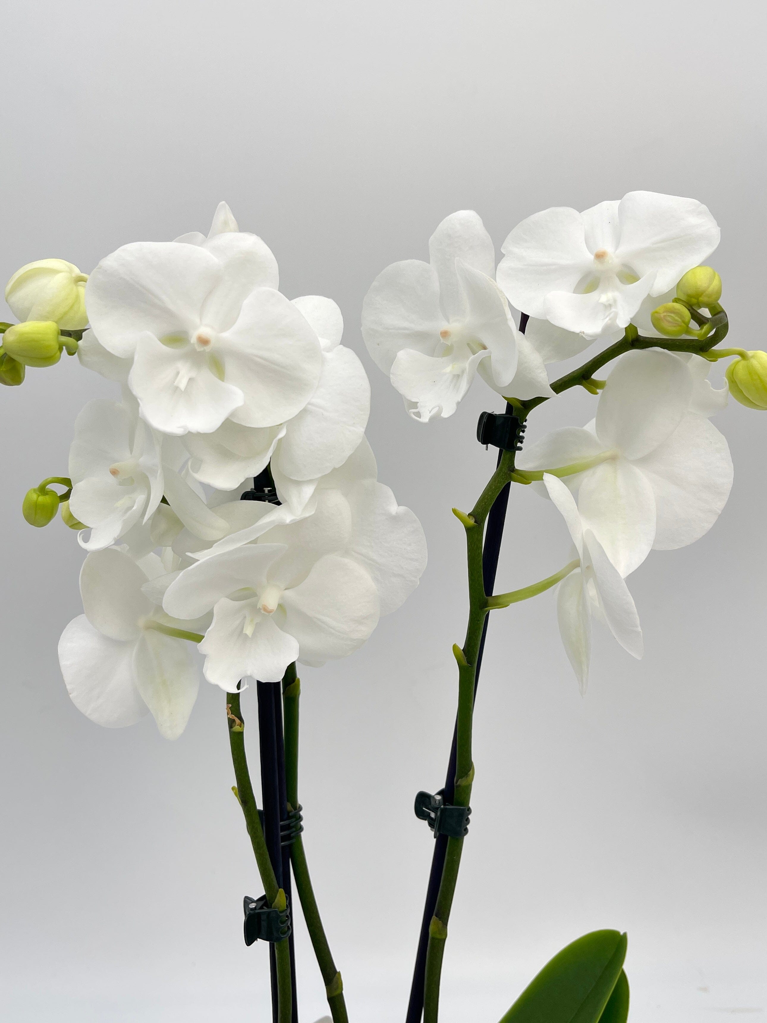 Phalaenopsis Orchid Big lip, Phalaenopsis Charming snow