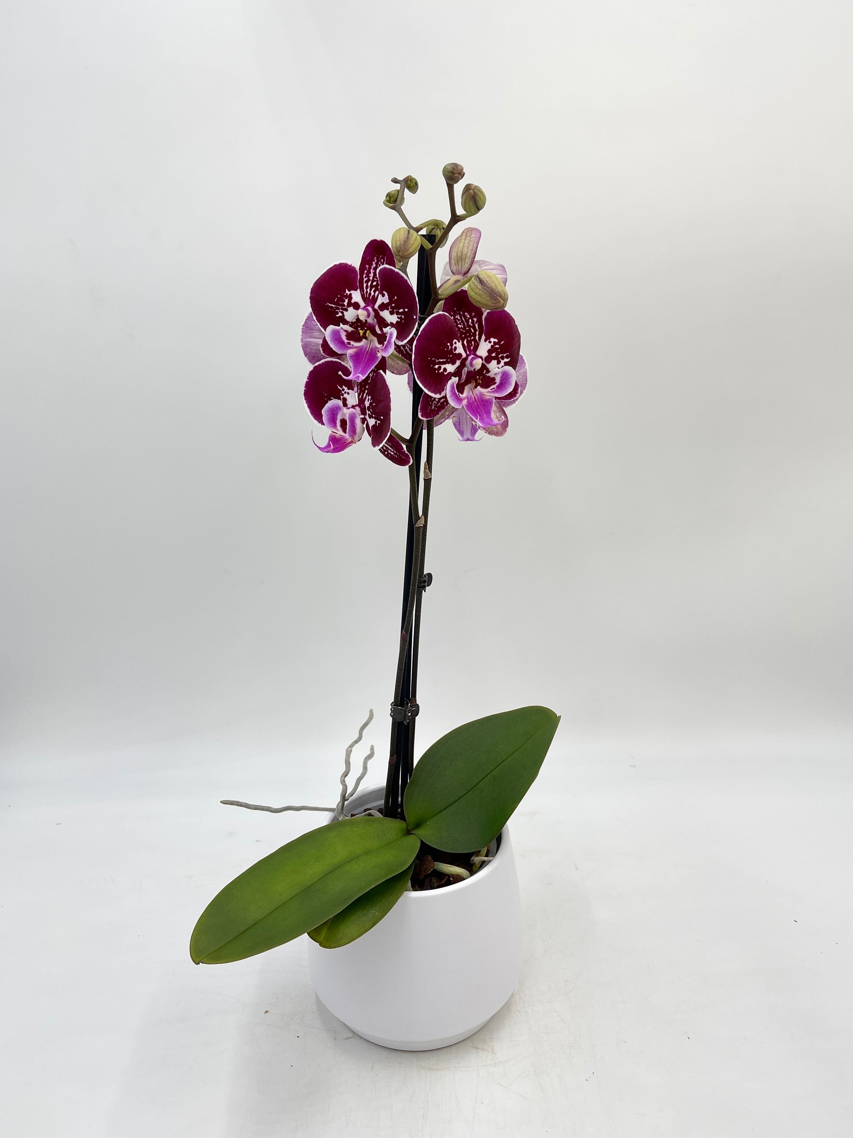 Phalaenopsis Orchid Big Lip, Phalaenopsis OX Purple Fairy