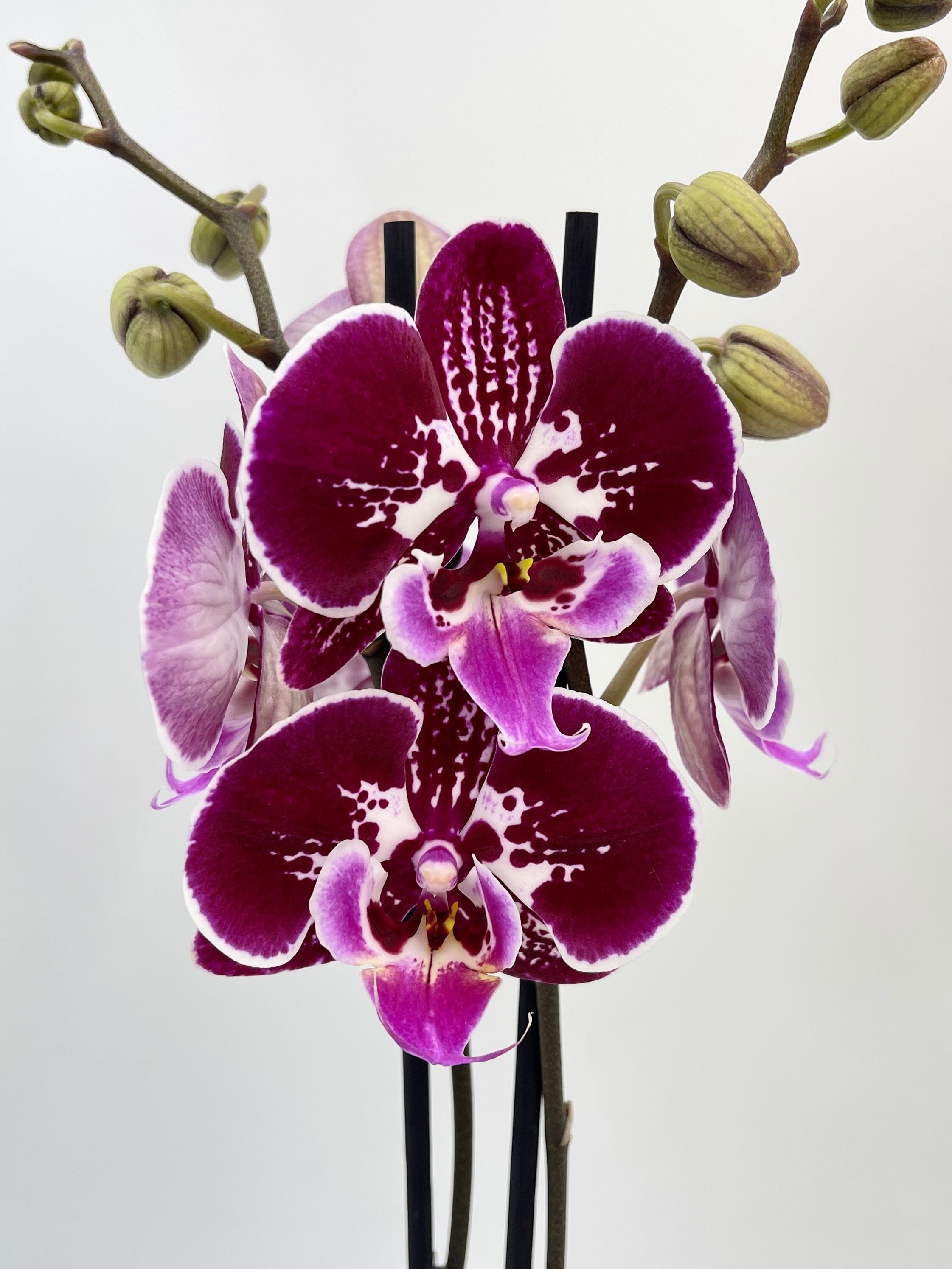 Phalaenopsis Orchid Big Lip, Phalaenopsis OX Purple Fairy