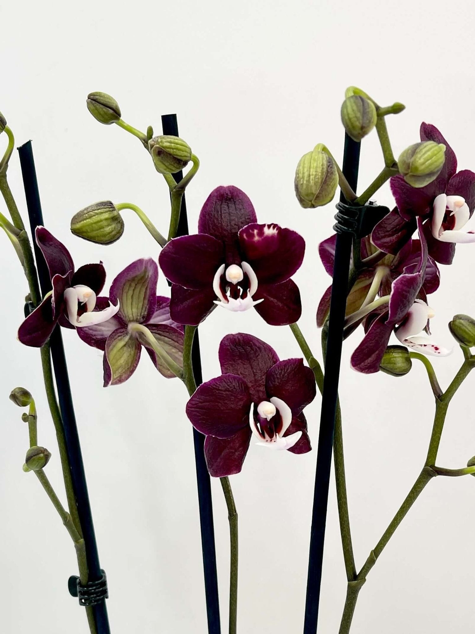 Phalaenopsis Orchid Kaoda Twinkle - Rare Exotic Orchid