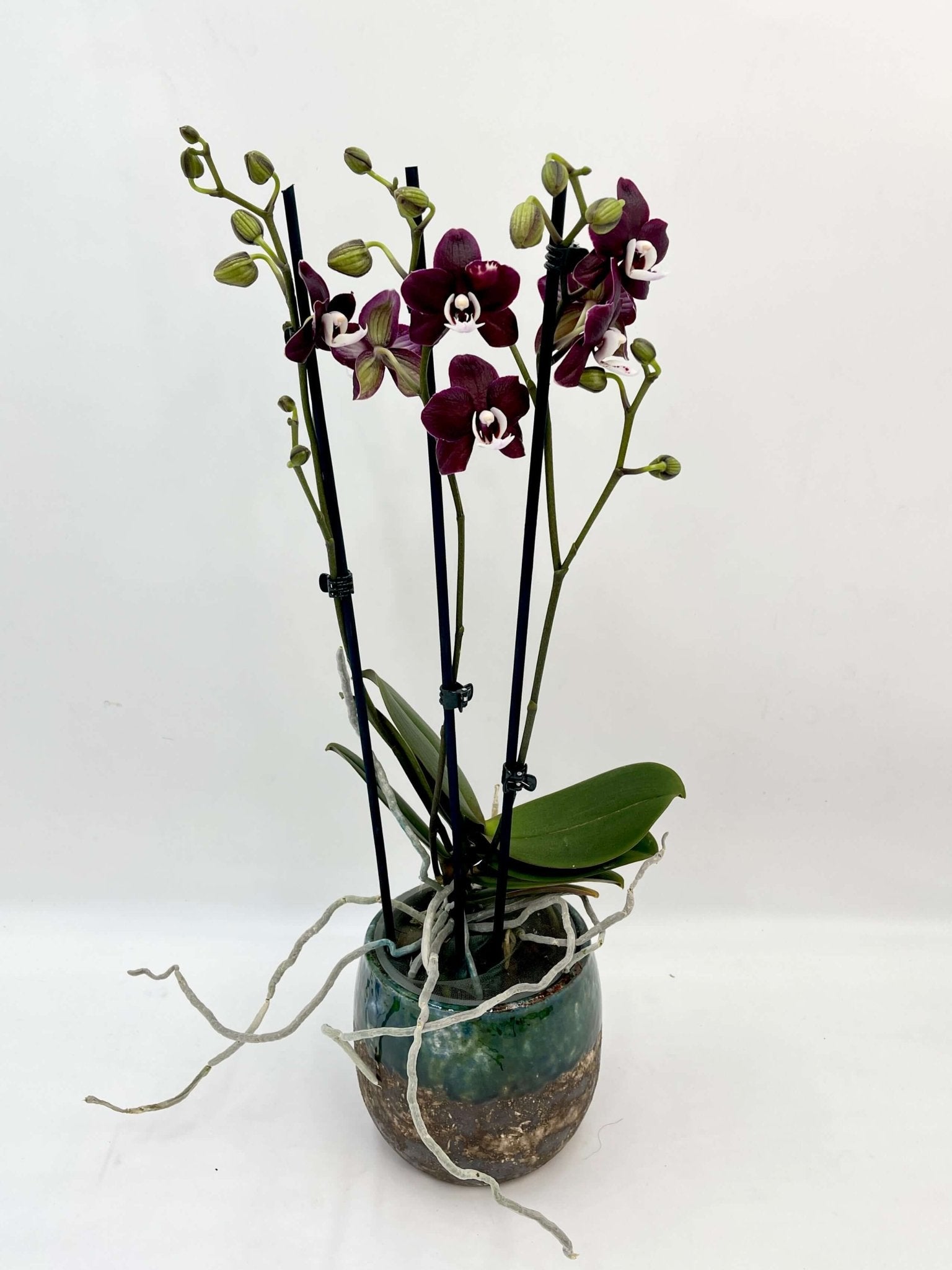 Phalaenopsis Orchid Kaoda Twinkle - Rare Exotic Orchid