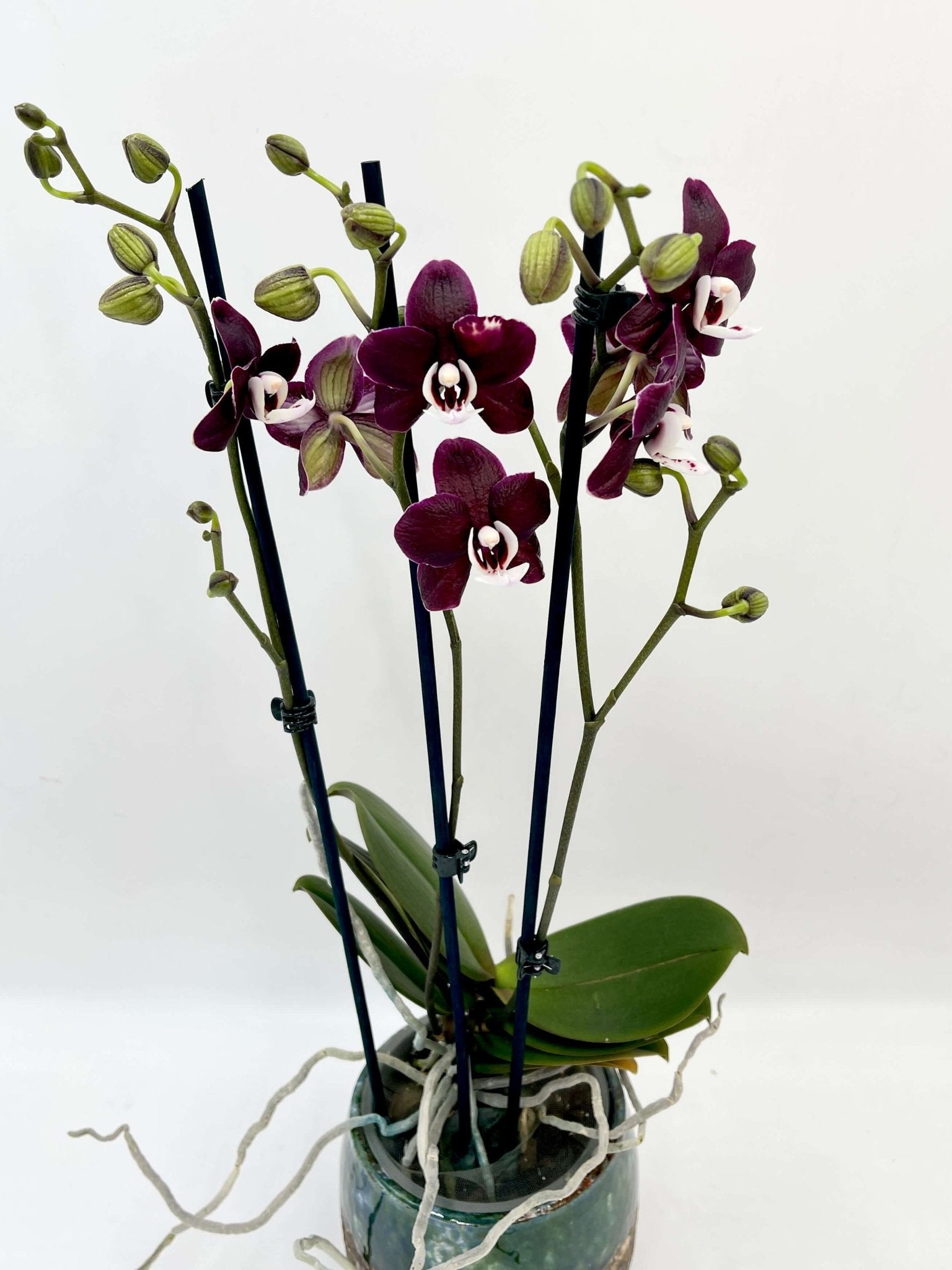Phalaenopsis Orchid Kaoda Twinkle - Rare Exotic Orchid