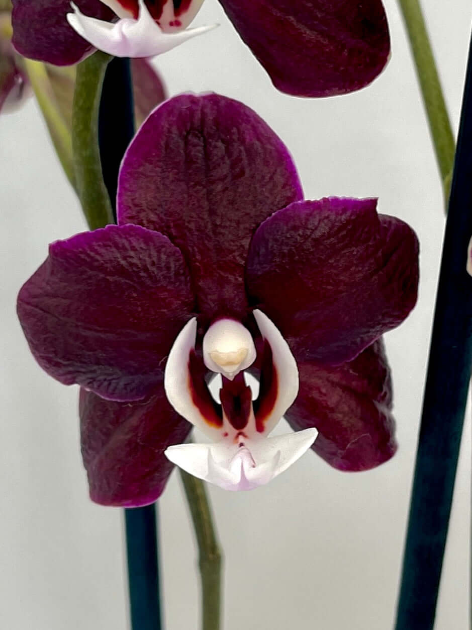 Phalaenopsis Orchid Kaoda Twinkle - Rare Exotic Orchid