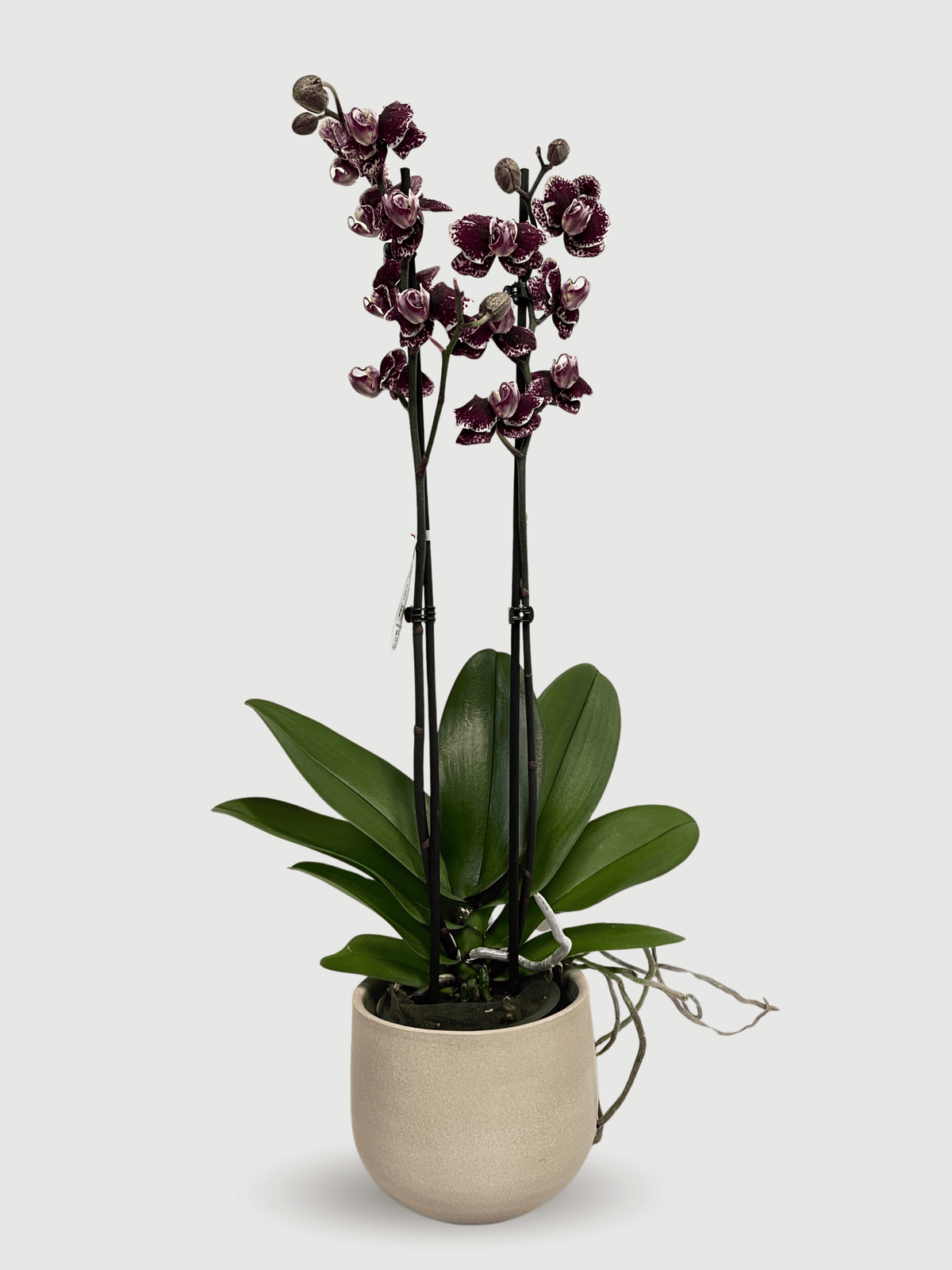 Phalaenopsis Orchid | Limited Edition - Rebel Plants