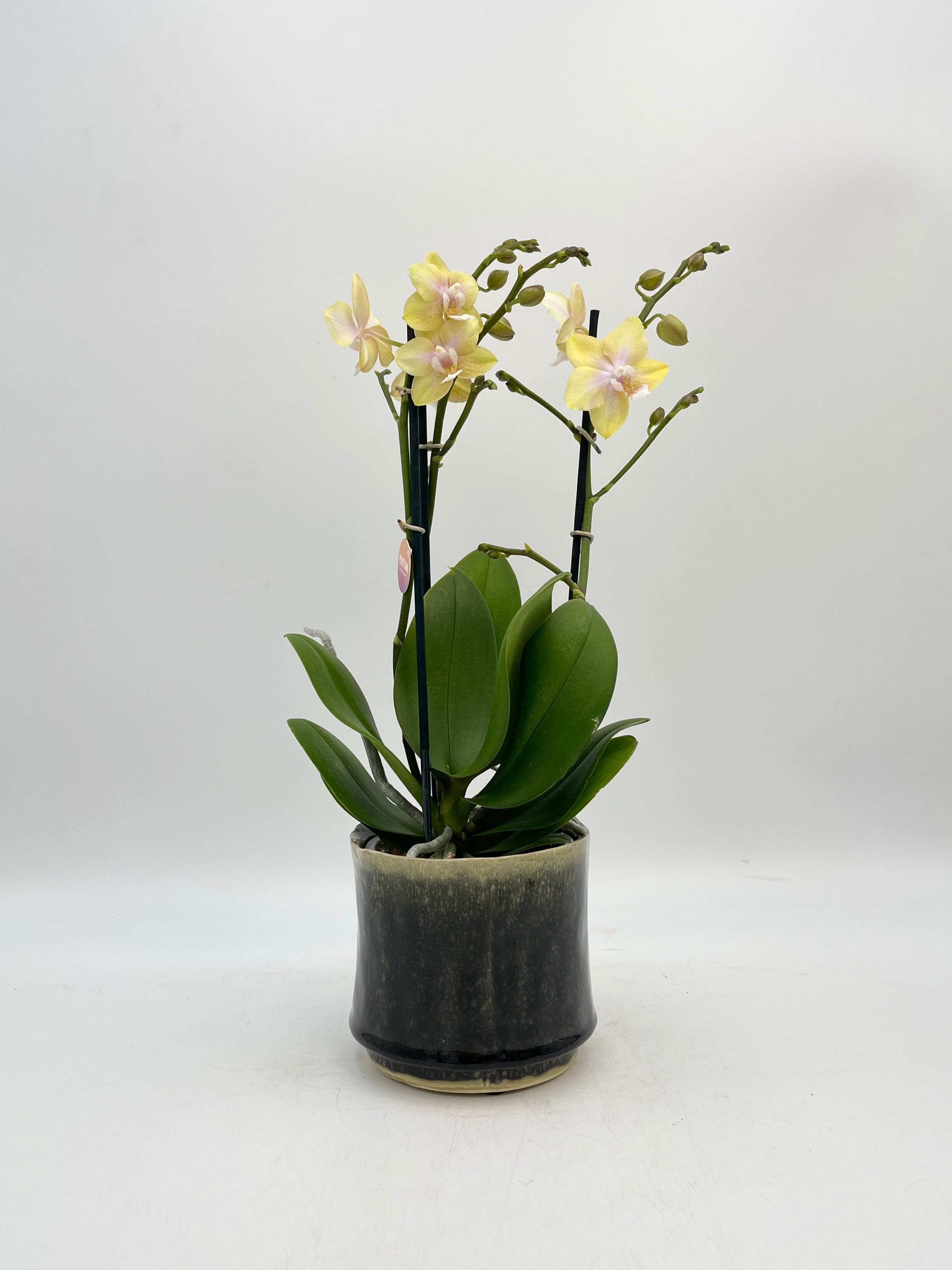 Phalaenopsis Parfum Bolgheri Lemon