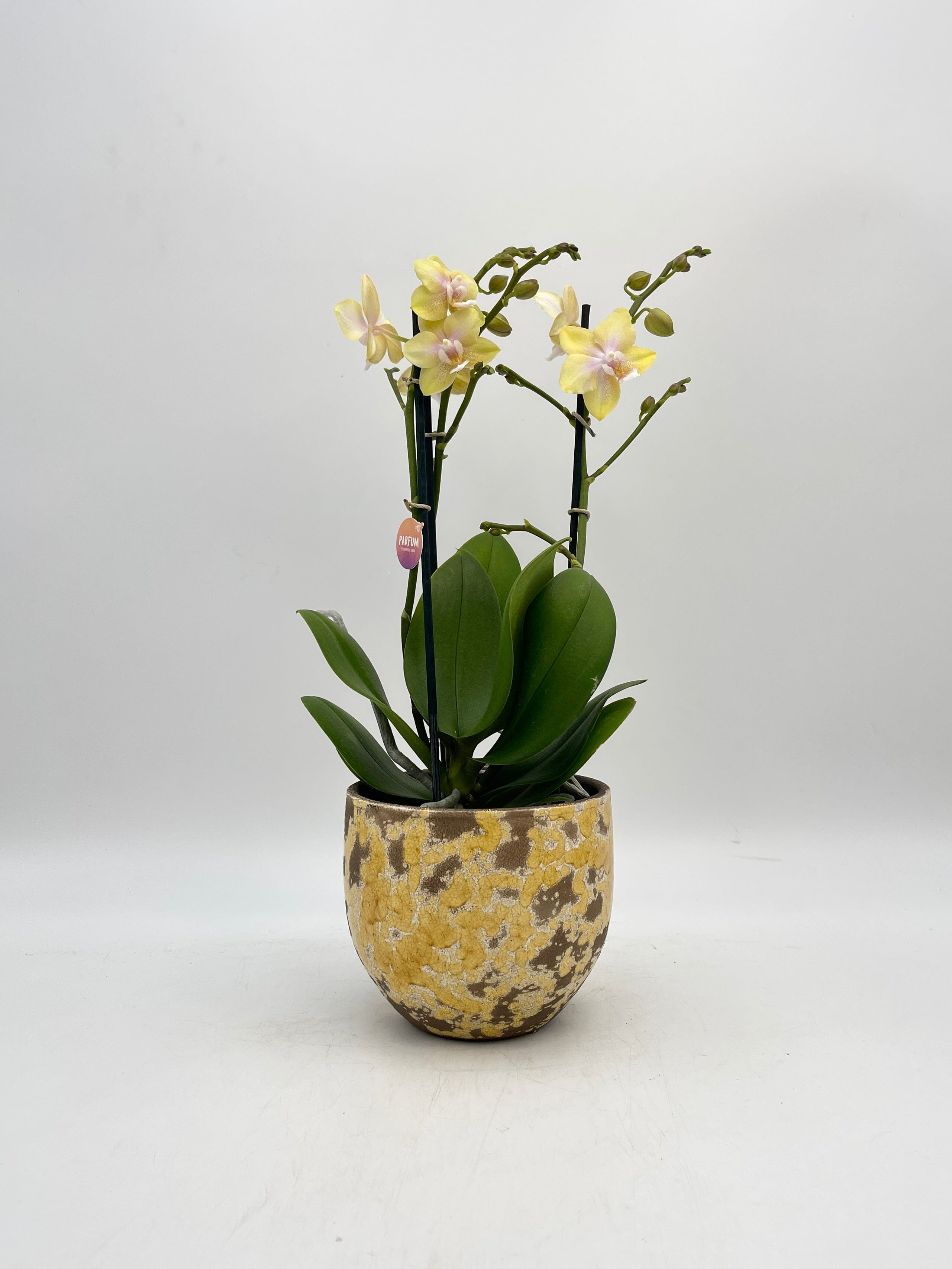 Phalaenopsis Parfum Bolgheri Lemon