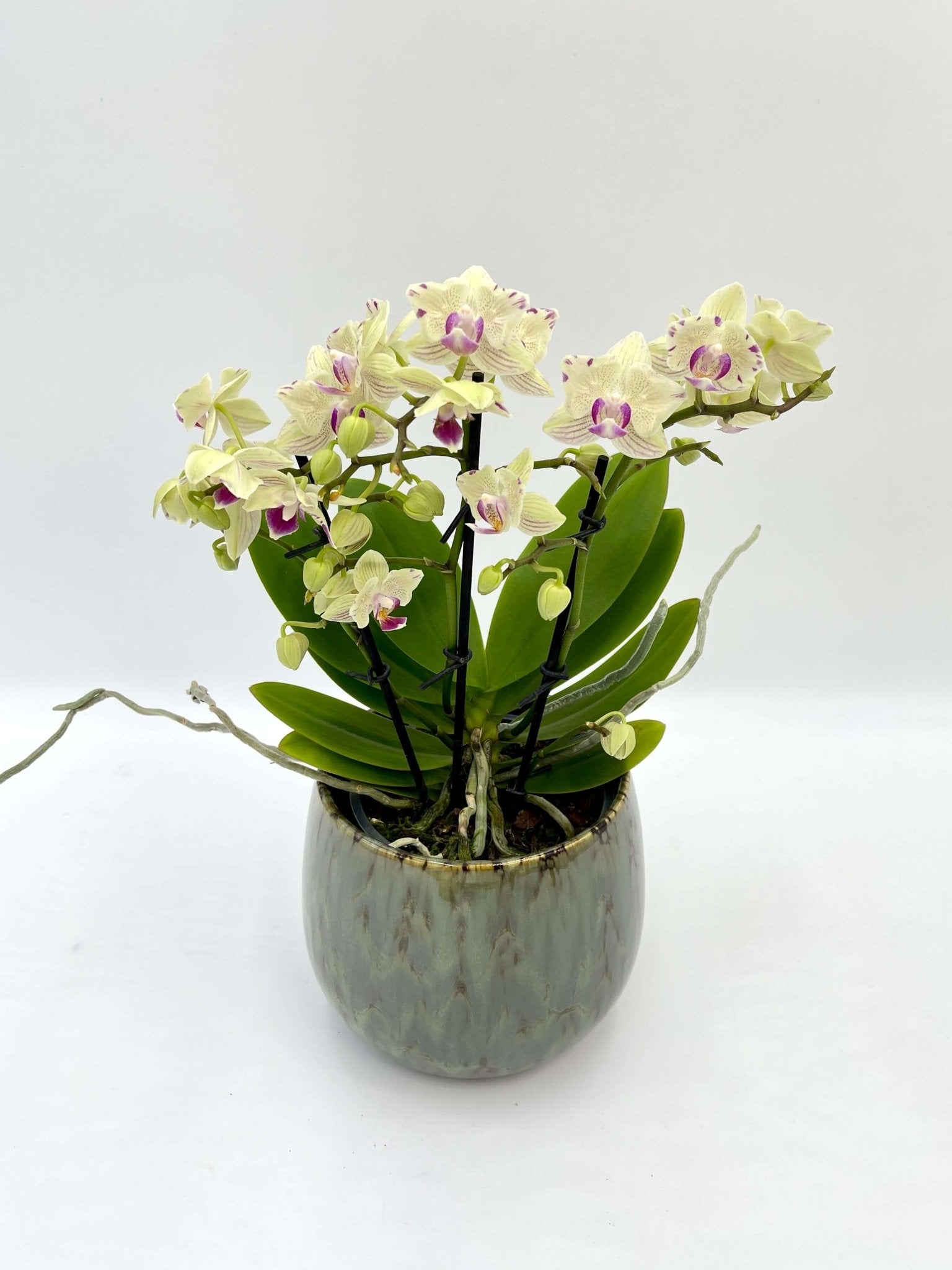 Phalaenopsis Peloric Orchid, Vanilla Cream