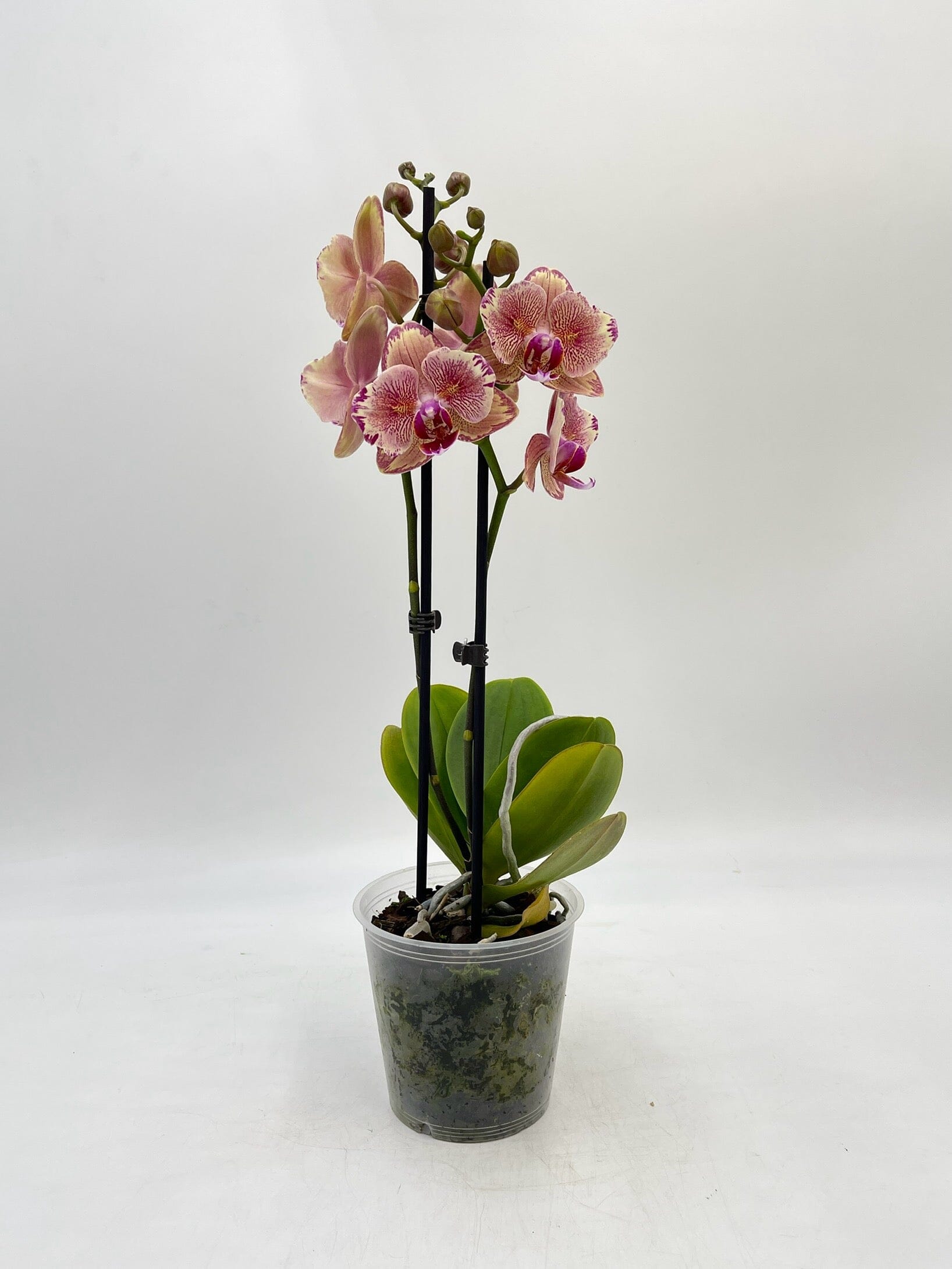 Phalaenopsis Pirate Picotee peloric butterfly