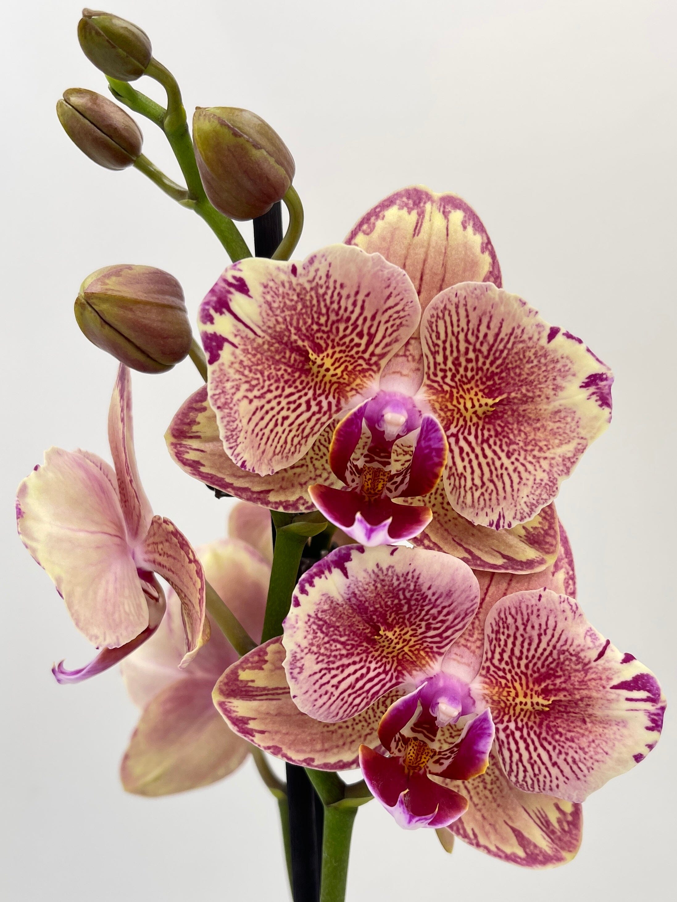 Phalaenopsis Pirate Picotee peloric butterfly