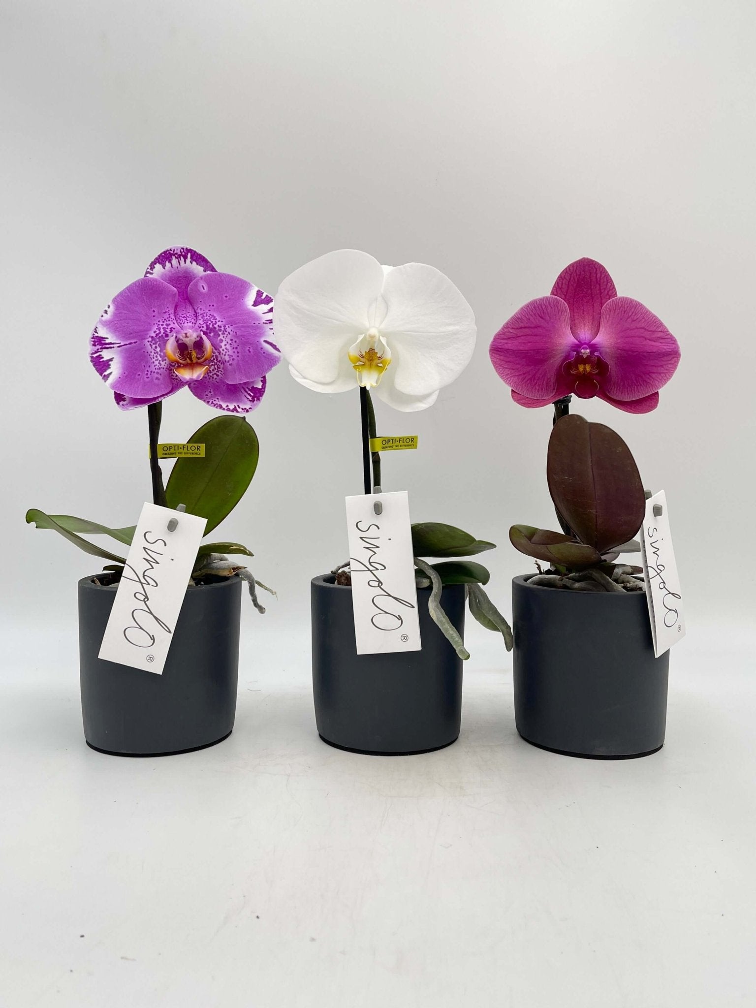 Phalaenopsis Singolo orchid, XXL bloom in pink, compact pet safe moth orchid houseplant UK