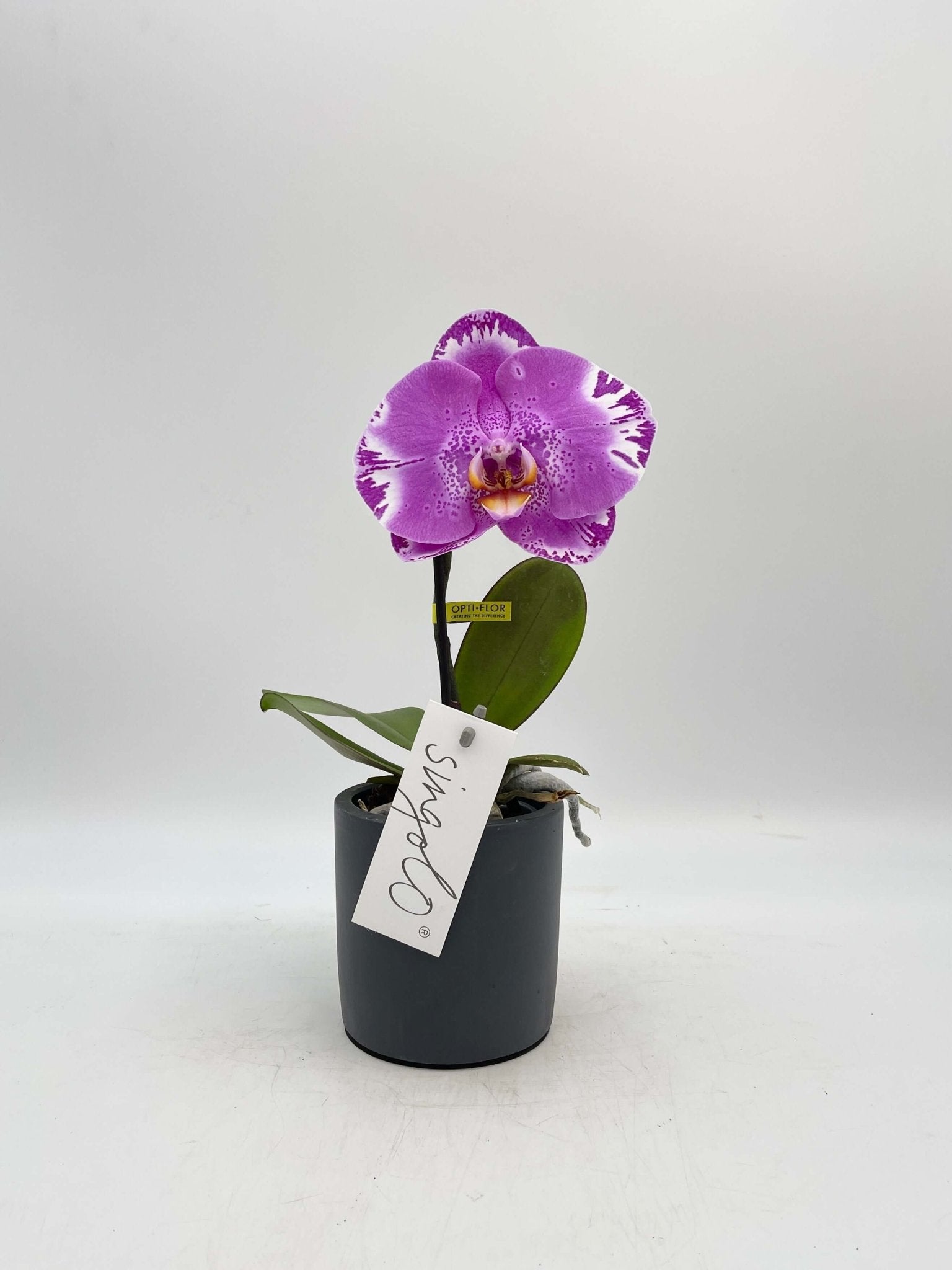 Phalaenopsis Singolo orchid, XXL bloom in pink, compact pet safe moth orchid houseplant UK