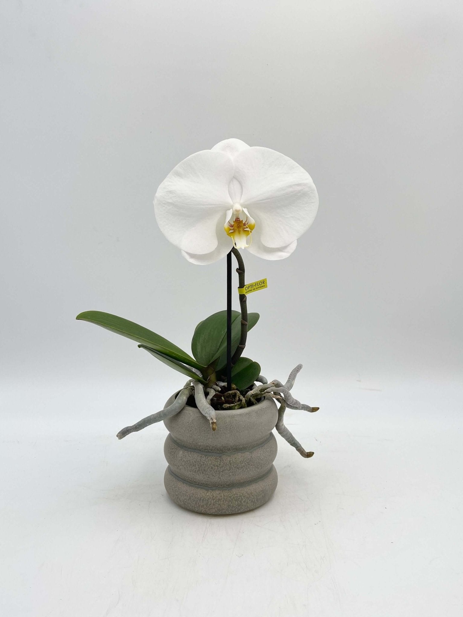 Phalaenopsis Singolo orchid, XXL bloom in pink, compact pet safe moth orchid houseplant UK