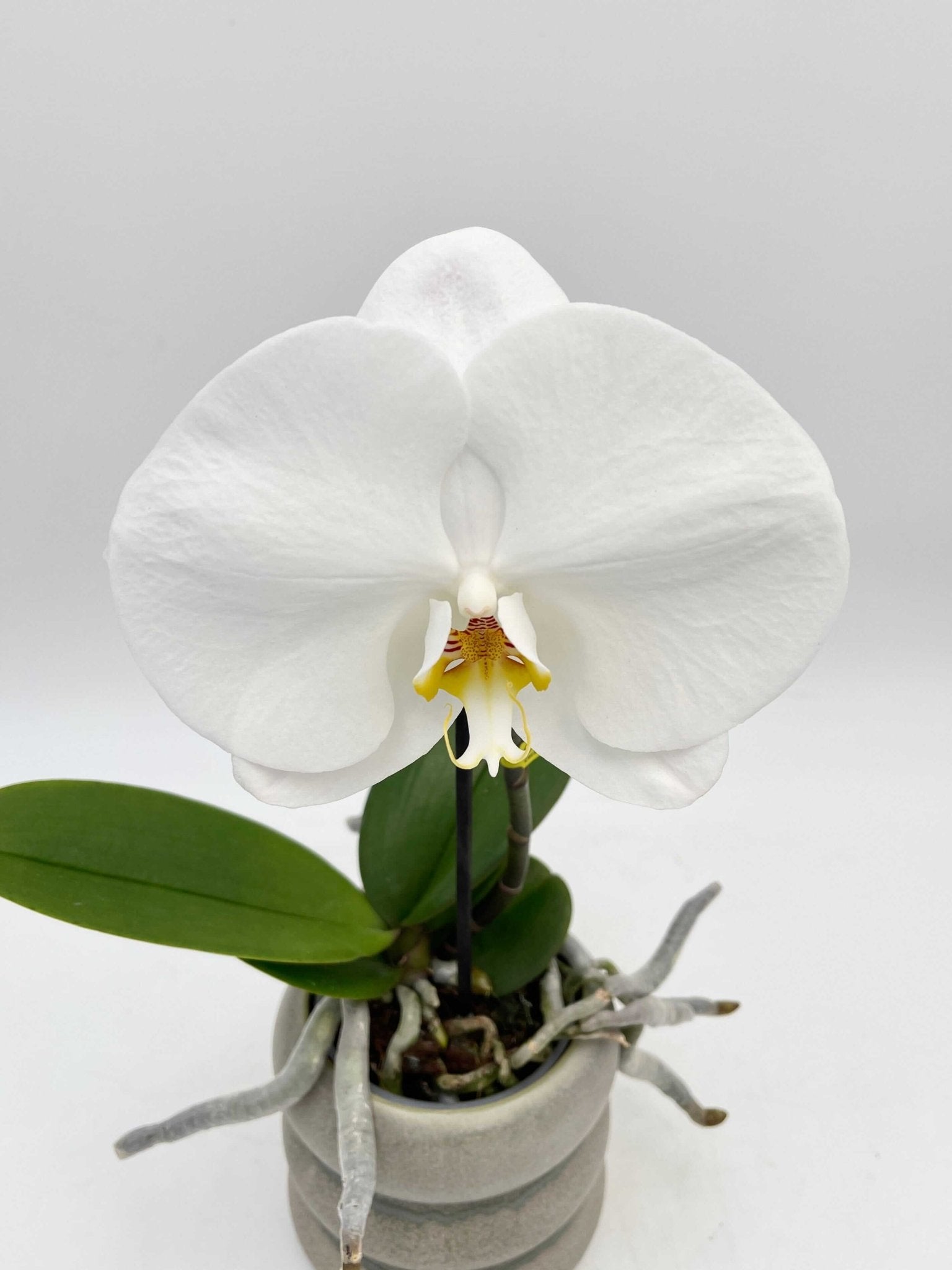 Phalaenopsis Singolo orchid, XXL bloom in pink, compact pet safe moth orchid houseplant UK