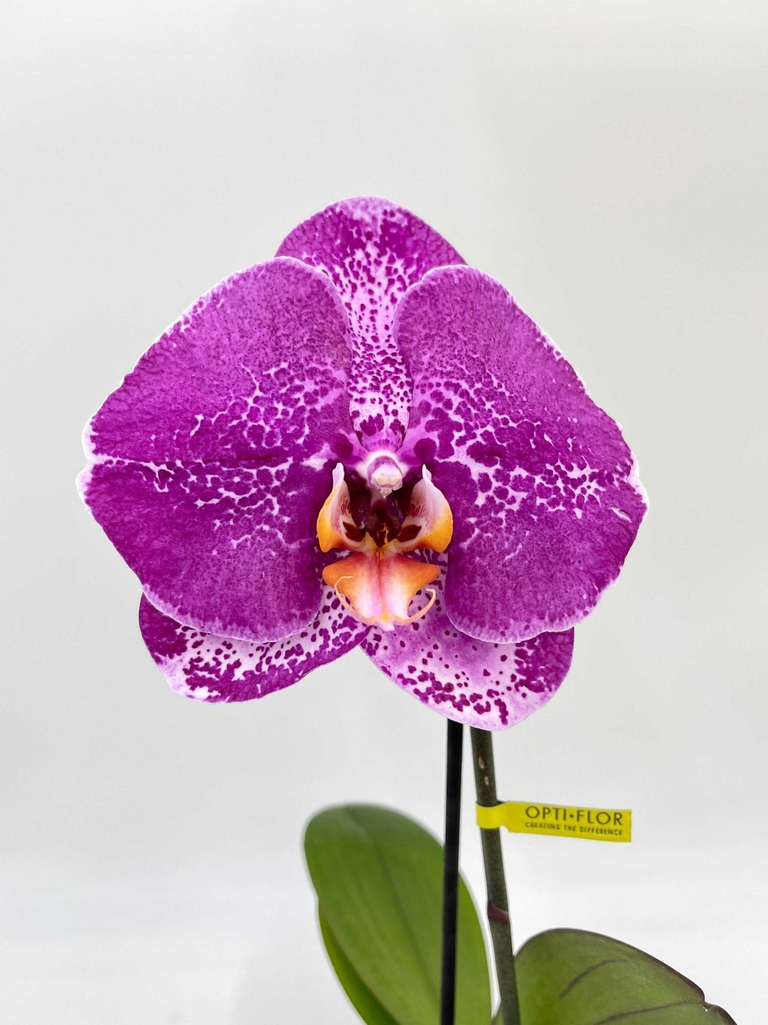 Phalaenopsis Singolo orchid, XXL bloom in pink, compact pet safe moth orchid houseplant UK