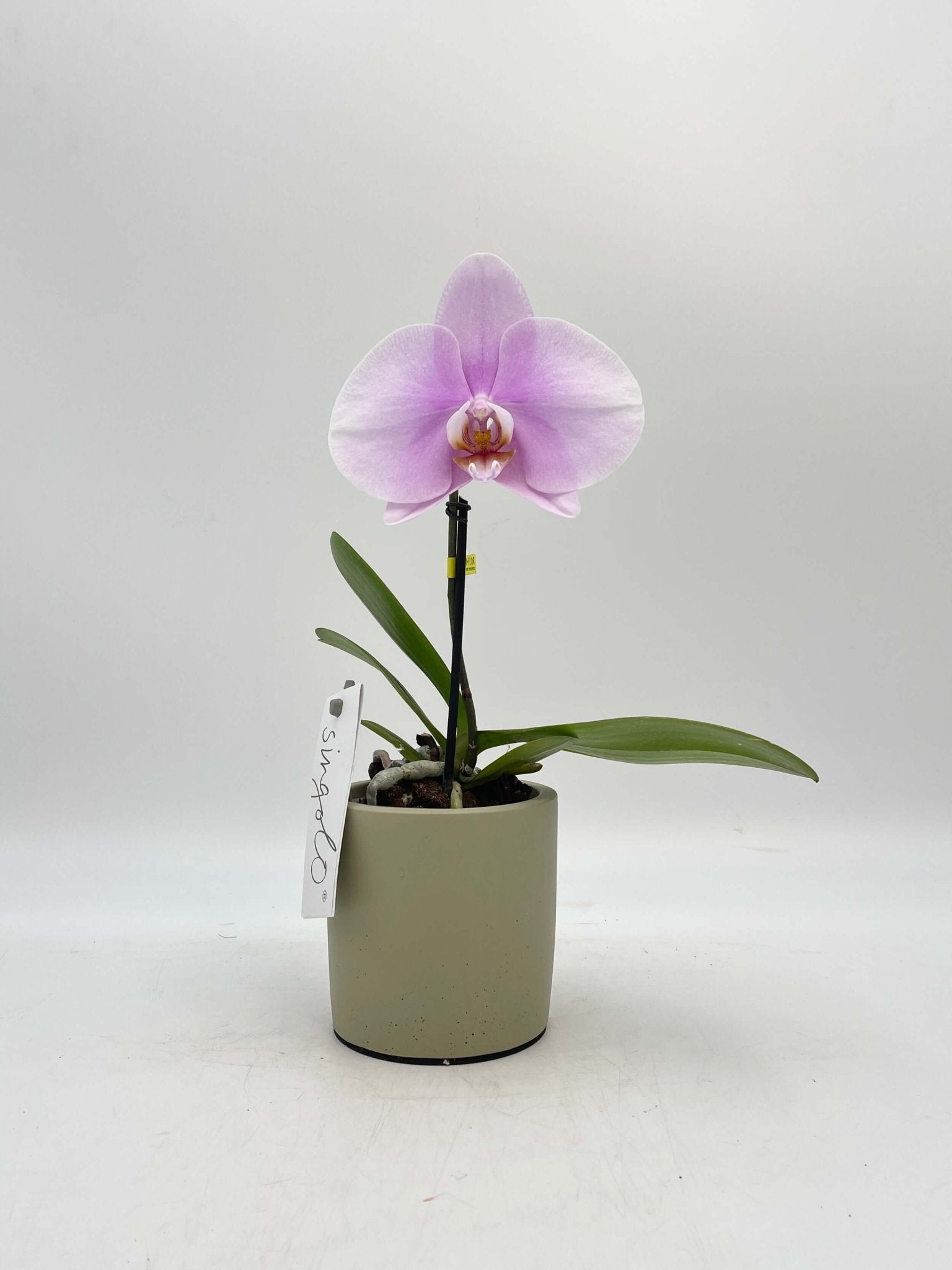 Phalaenopsis Singolo orchid, XXL bloom in pink, compact pet safe moth orchid houseplant UK