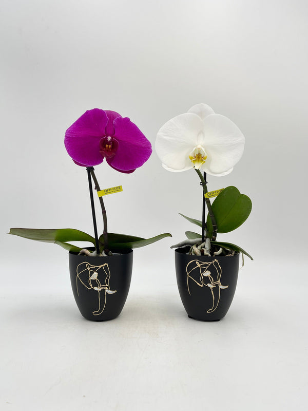 Phalaenopsis Singolo Tosha, Pink, XXL Flower