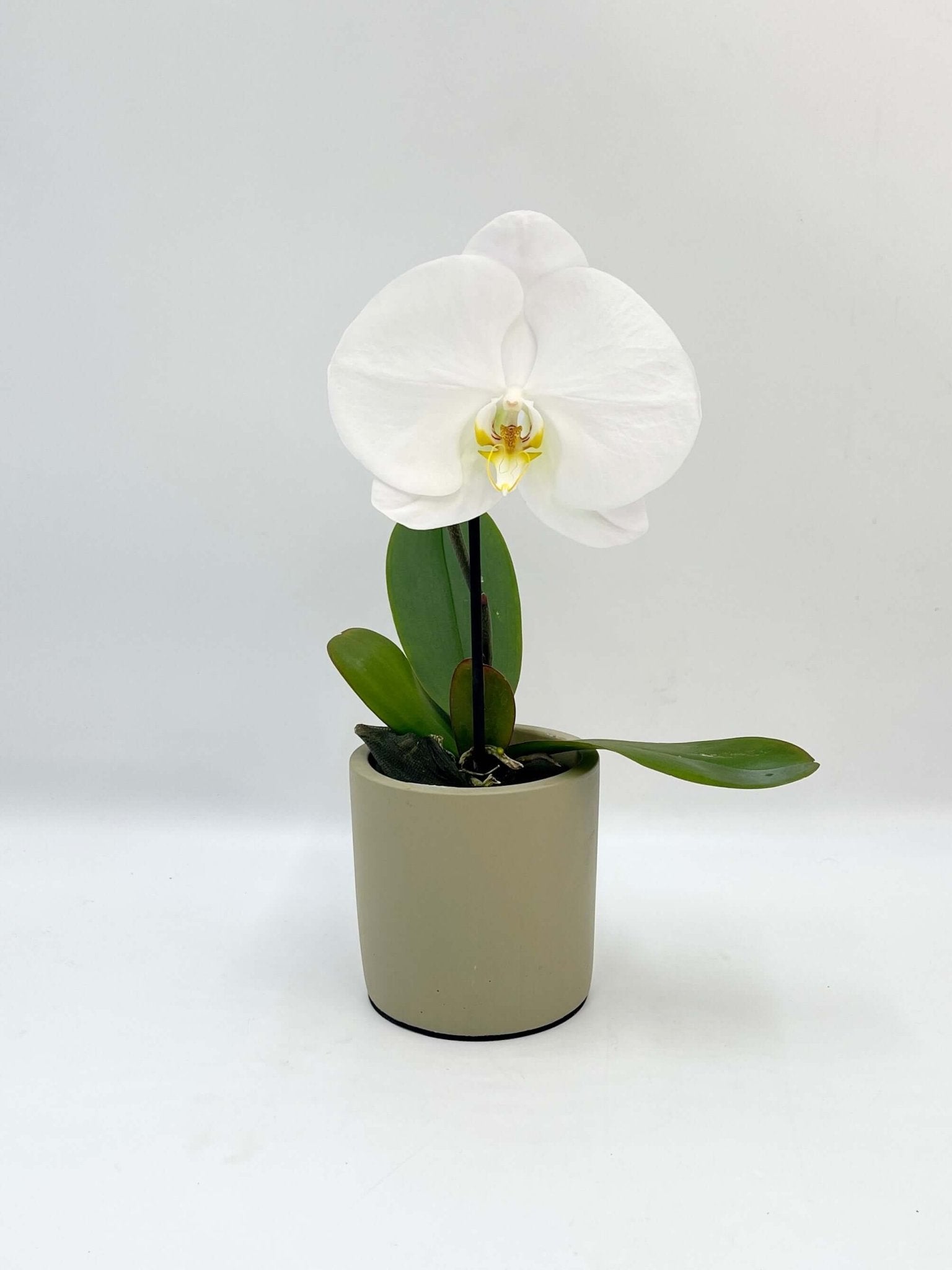 Phalaenopsis Singolo Tosha, White in Ceramic Pot, Plant with Pots