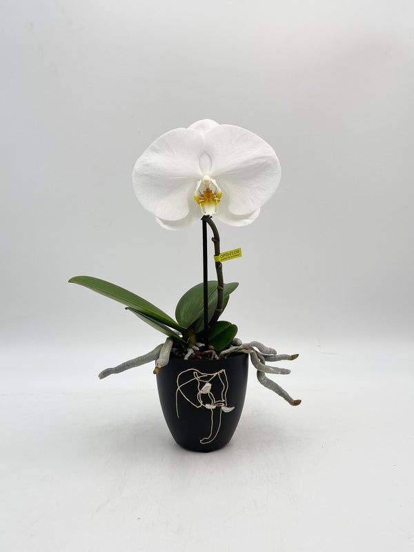 Phalaenopsis Singolo Tosha ,White, XXL Flower,