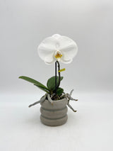 Phalaenopsis Singolo Tosha ,White, XXL Flower,