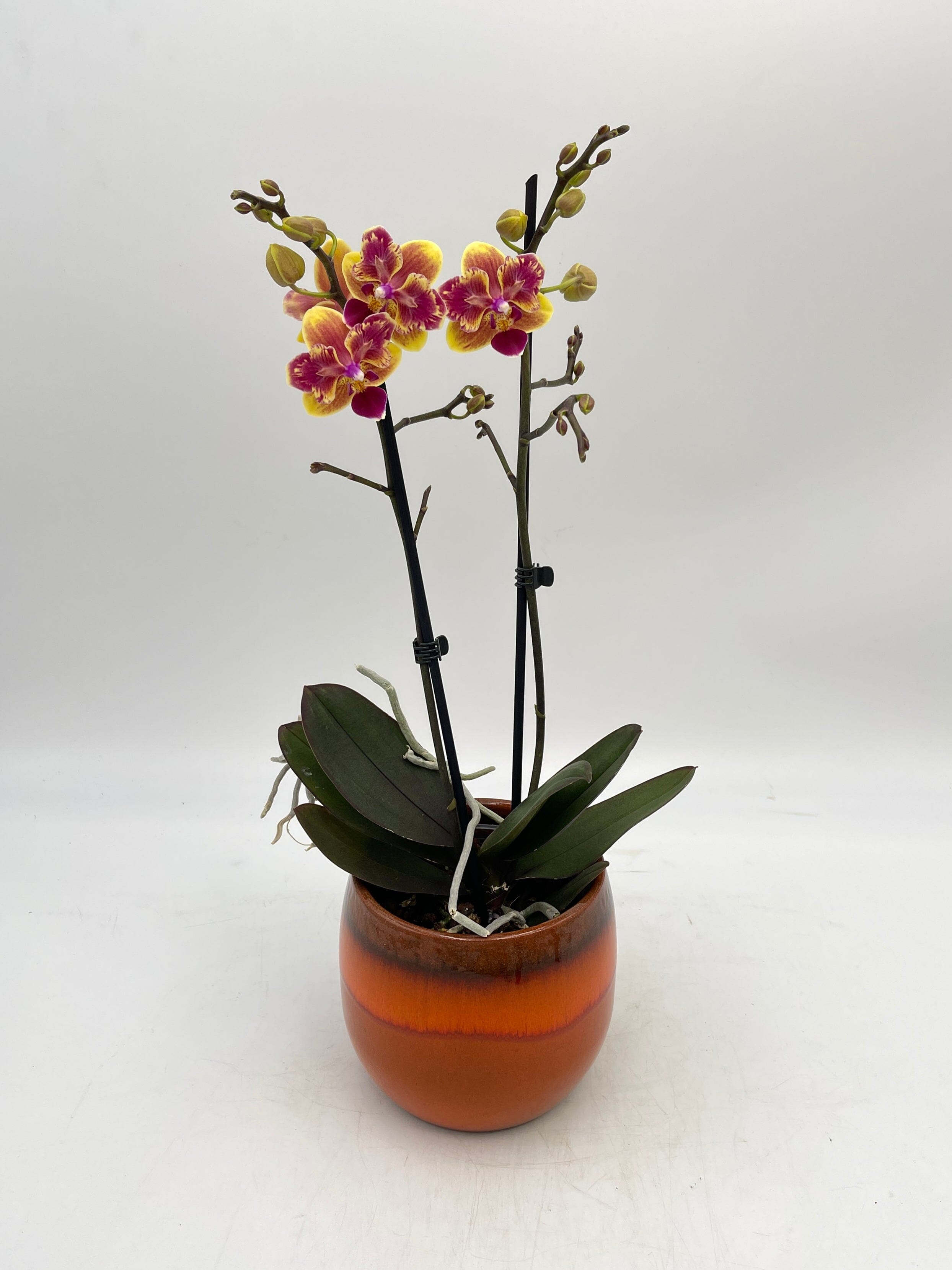 Phalaenopsis Sogo Yellowtris 'Peloric' (Sogo Gotris x Sogo Golden)