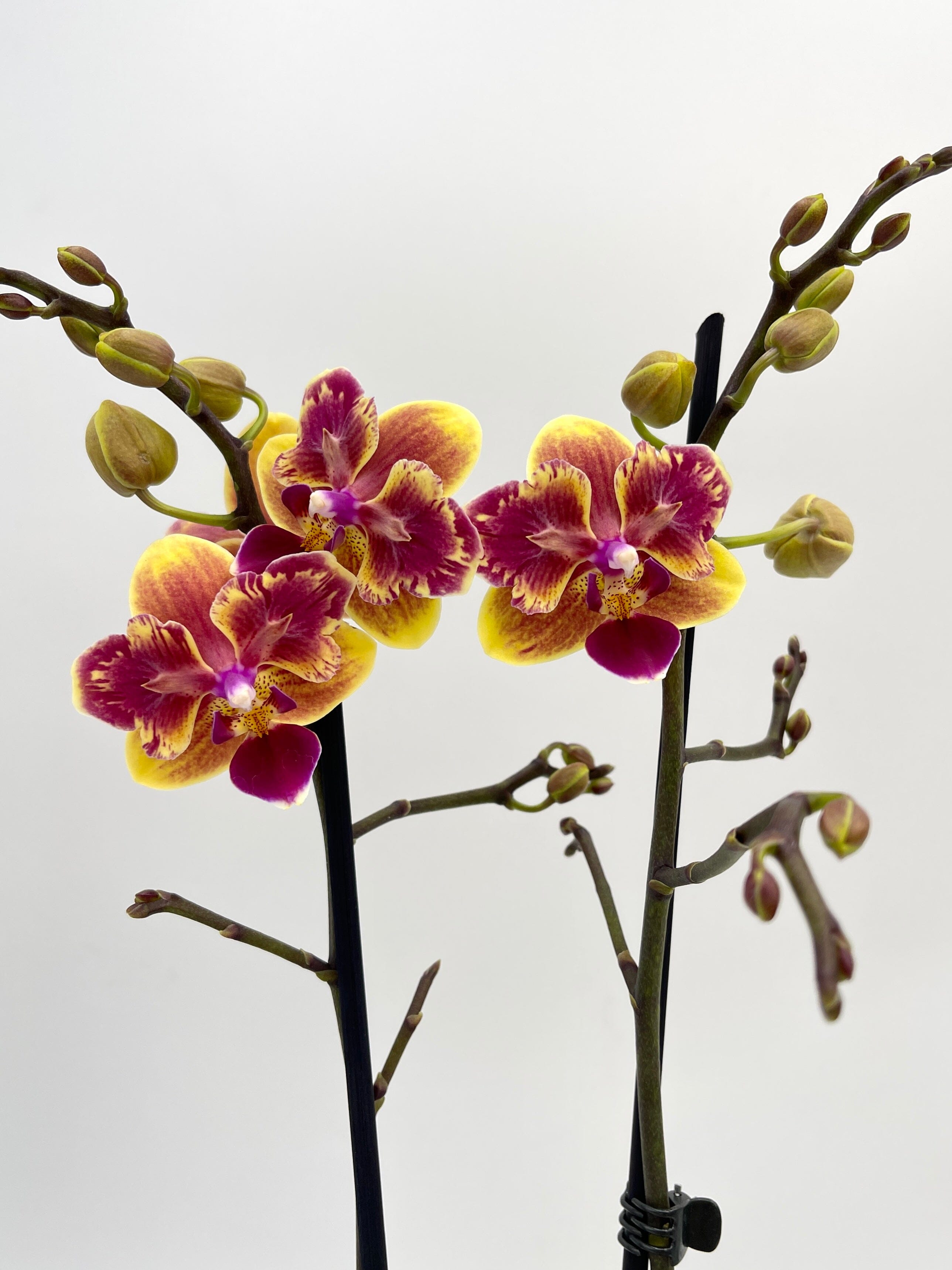 Phalaenopsis Sogo Yellowtris 'Peloric' (Sogo Gotris x Sogo Golden)