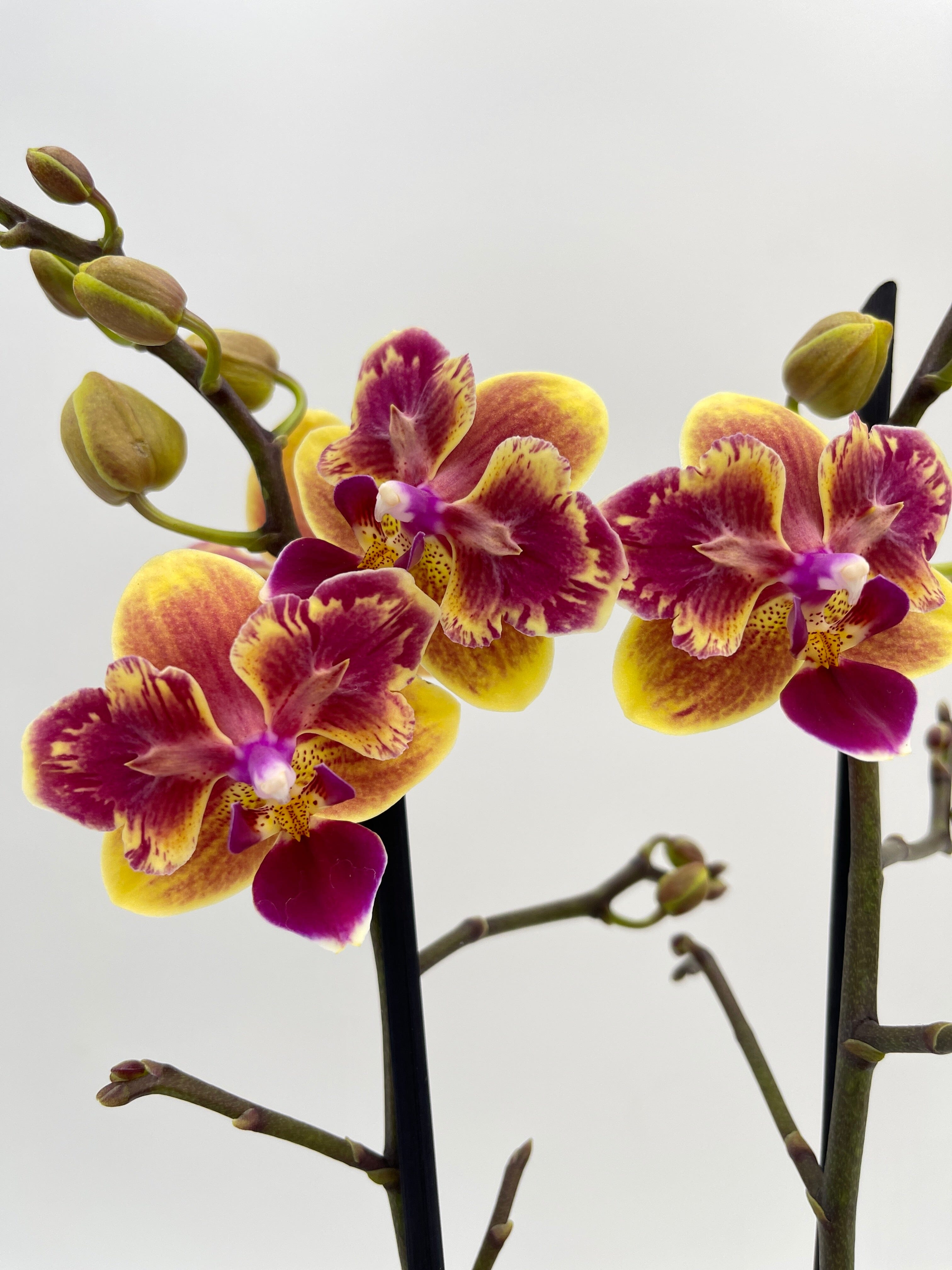 Phalaenopsis Sogo Yellowtris 'Peloric' (Sogo Gotris x Sogo Golden)