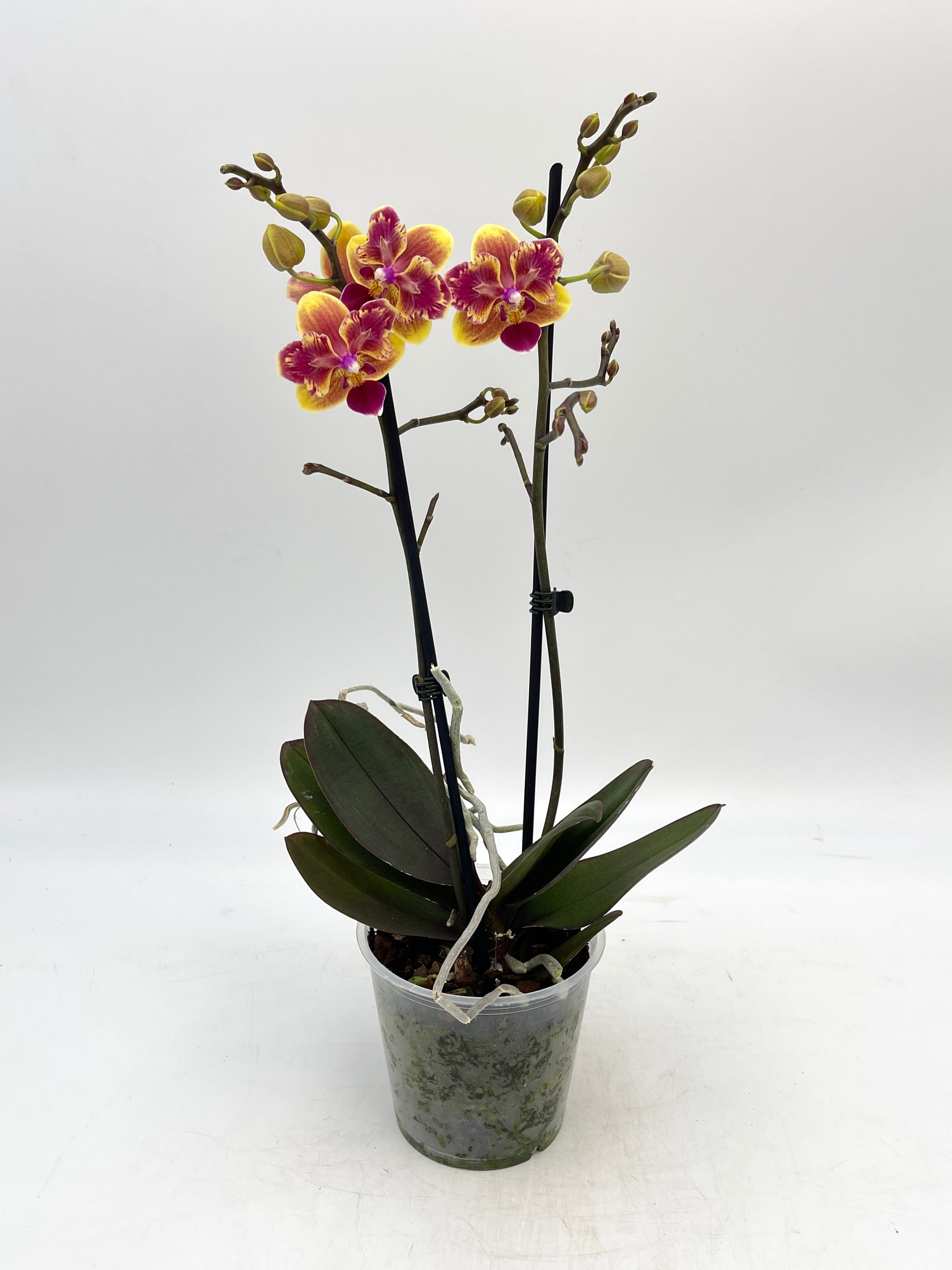 Phalaenopsis Sogo Yellowtris 'Peloric' (Sogo Gotris x Sogo Golden)