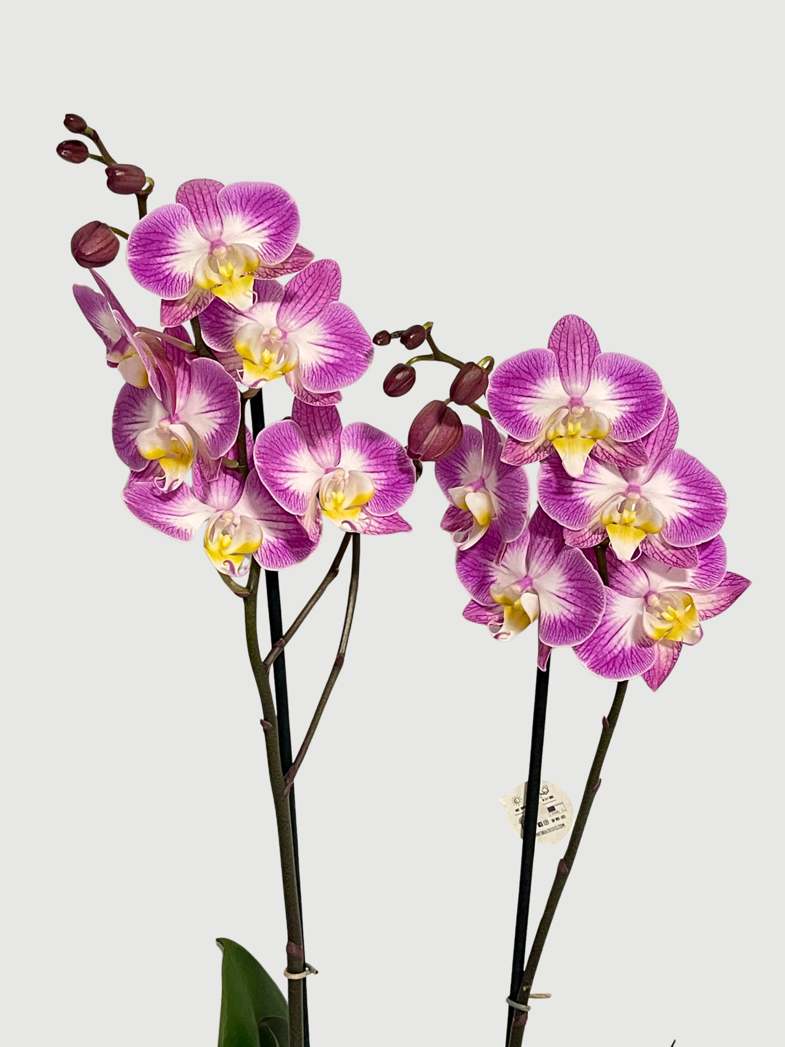 Phalaenopsis Split | Moth Orchid, 60cm - Rebel Plants
