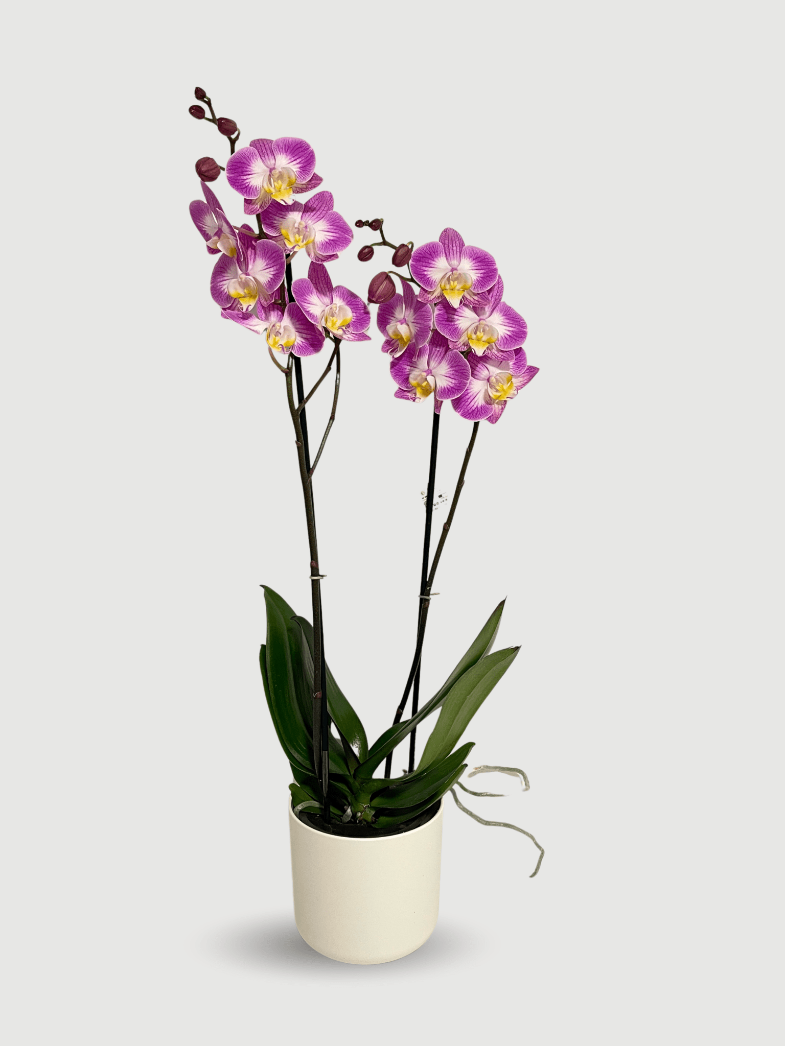 Phalaenopsis Split | Moth Orchid, 60cm - Rebel Plants