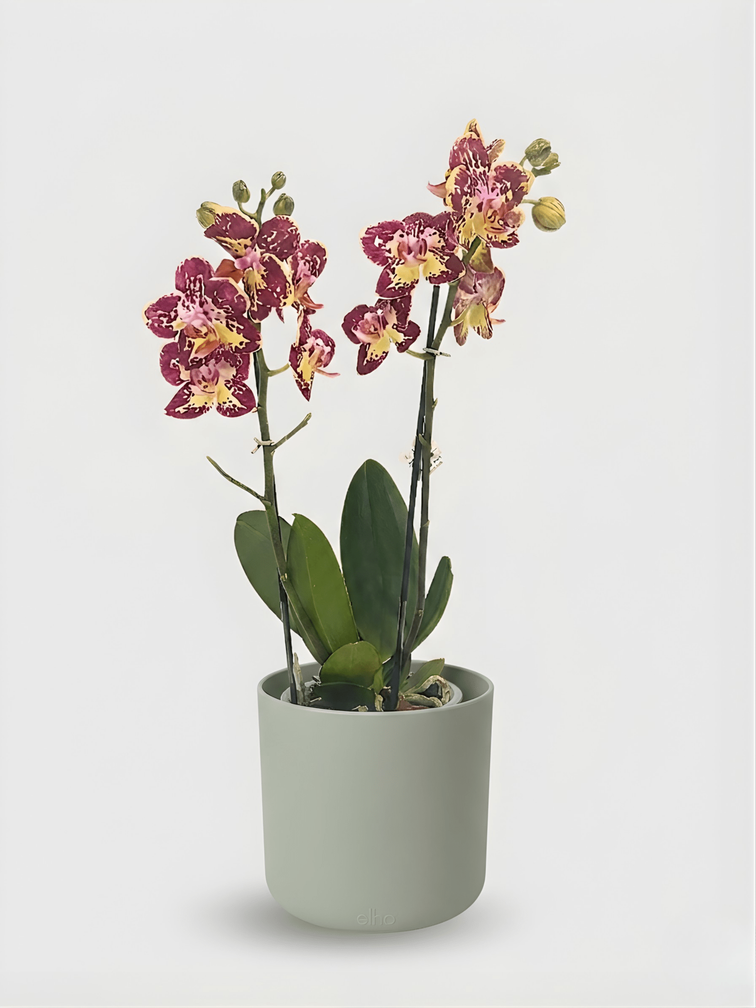 Phalaenopsis Strawberry Cake Orchid in Pot, Plant & Pot BundleRebel Plants