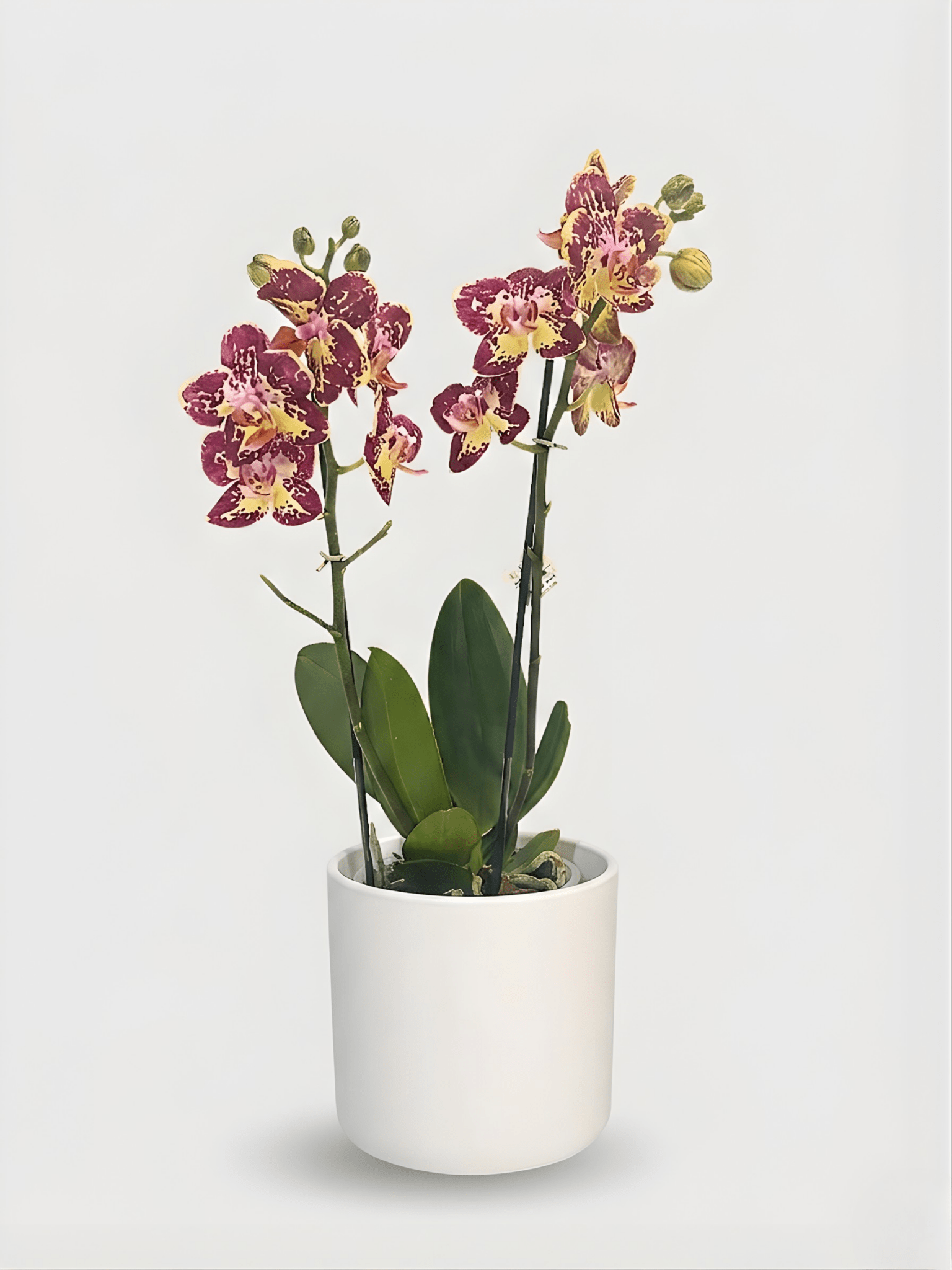 Phalaenopsis Strawberry Cake Orchid in Pot, Plant & Pot BundleRebel Plants