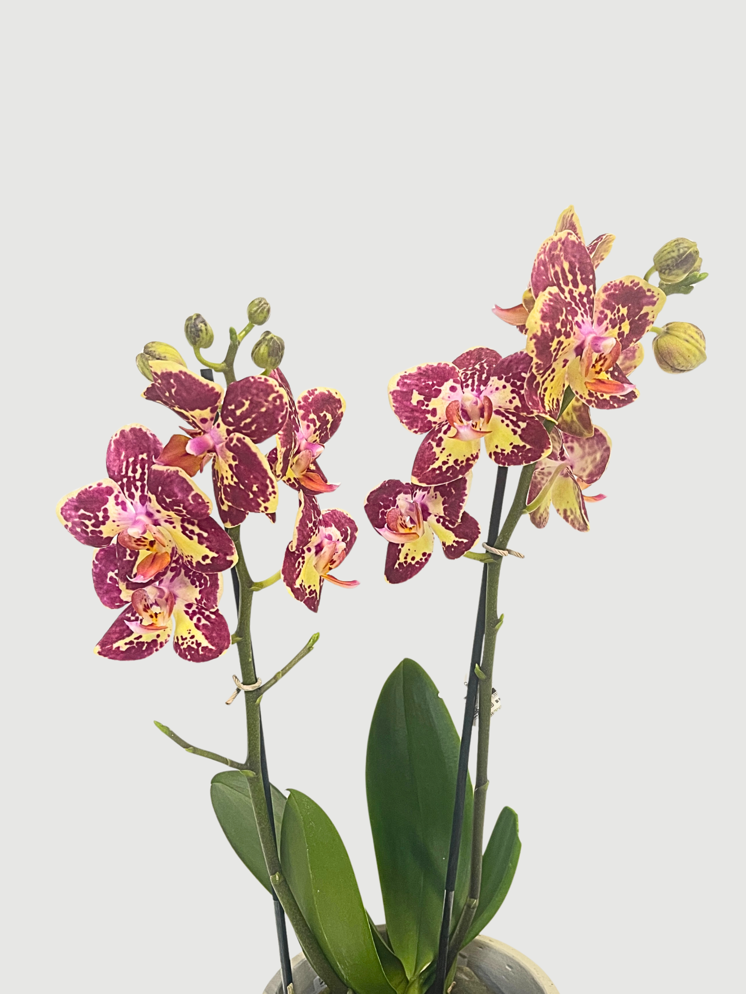 Phalaenopsis Strawberry Cake Orchid UK | Flowering Orchid | Indoor Plant Gift - Rebel Plants