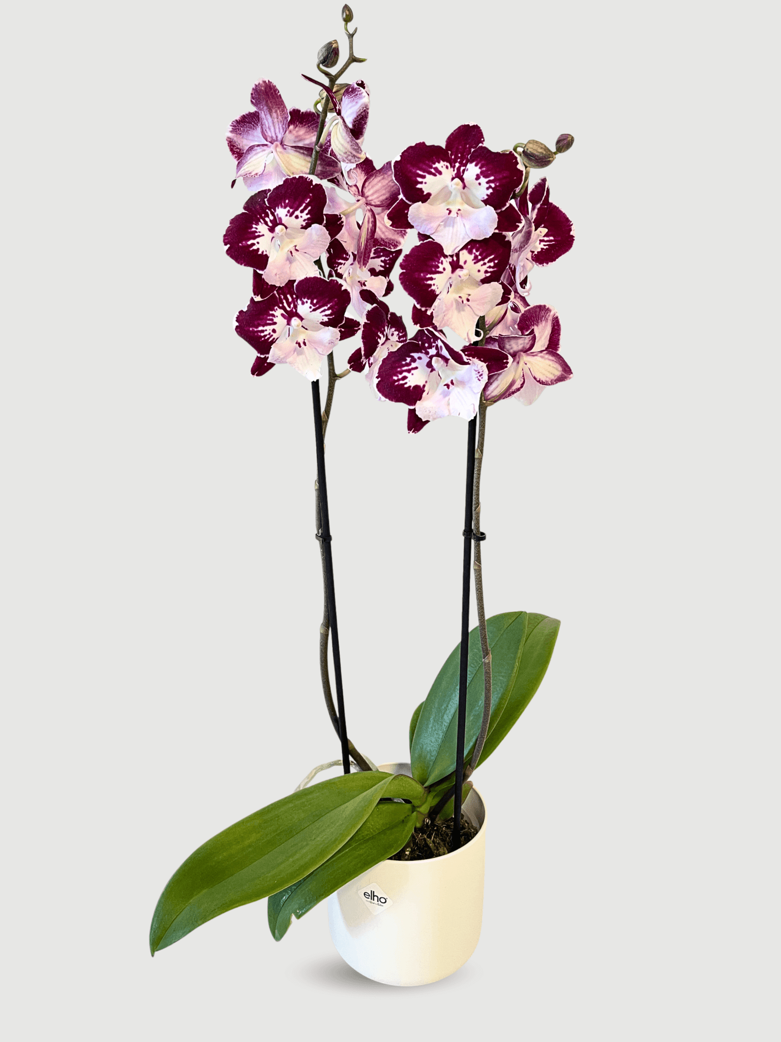 Phalaenopsis Tinkerbell Kiss large flowering orchid 60-70cm with rich red and white blooms on arching spikes, luxury statement orchid UK