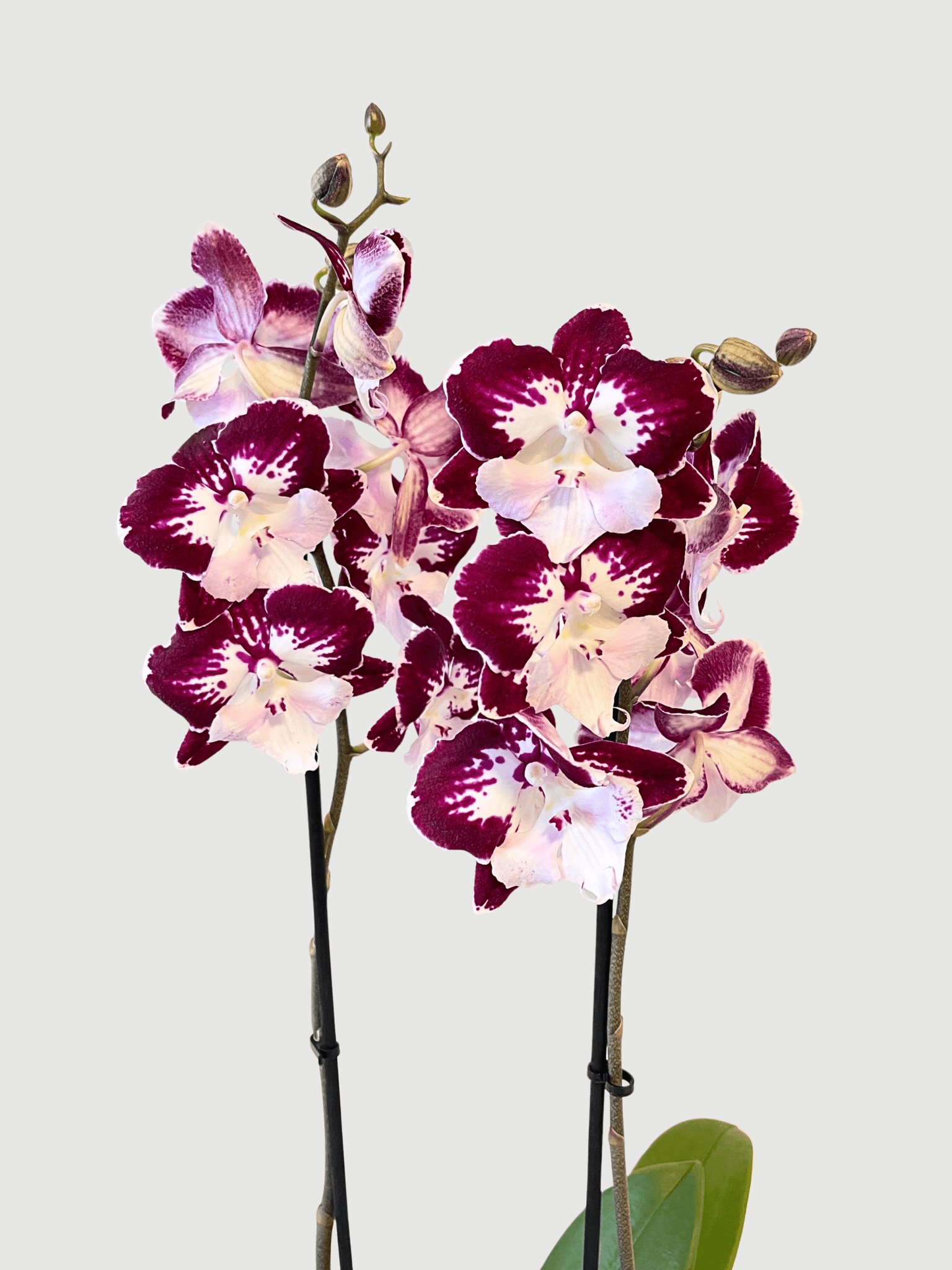 Phalaenopsis Tinkerbell Kiss large flowering orchid 60-70cm with rich red and white blooms on arching spikes, luxury statement orchid UK