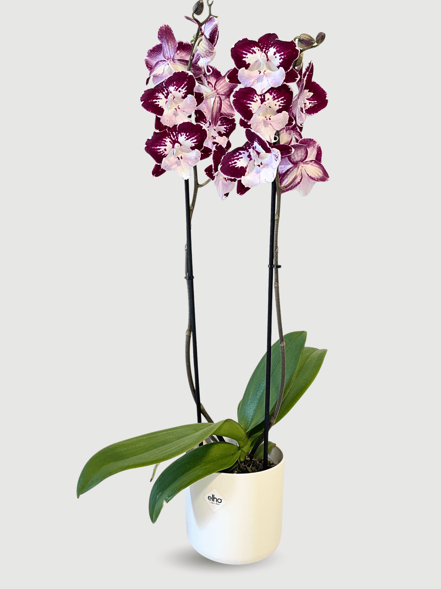 Phalaenopsis Tinkerbell Kiss large flowering orchid 60-70cm with rich red and white blooms on arching spikes, luxury statement orchid UK