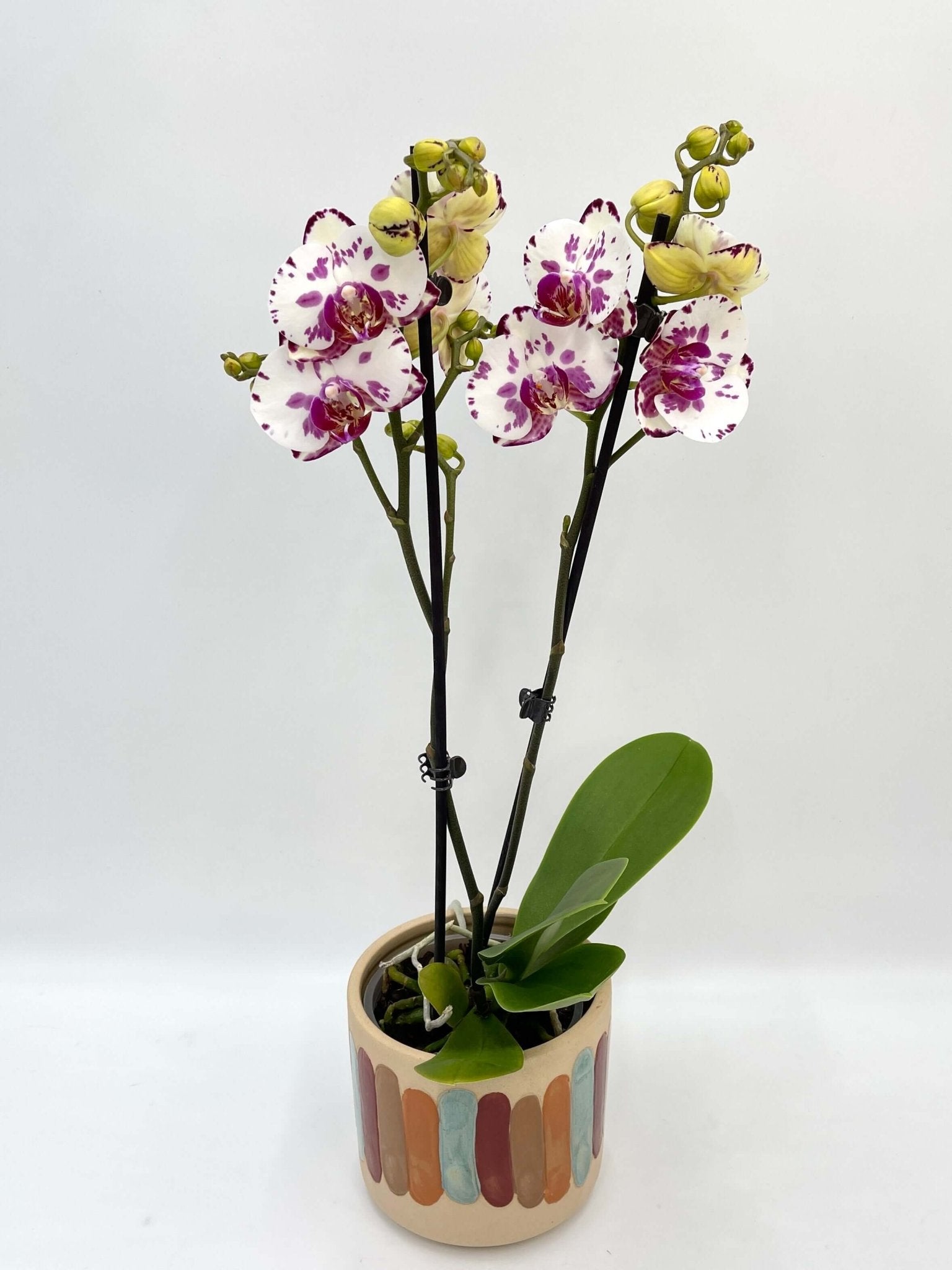 Phalaenopsis Viola - Rare Orchid - 50cm - Indoor Flowering Plant - Elegant Houseplant, Gift for Orchid Lovers