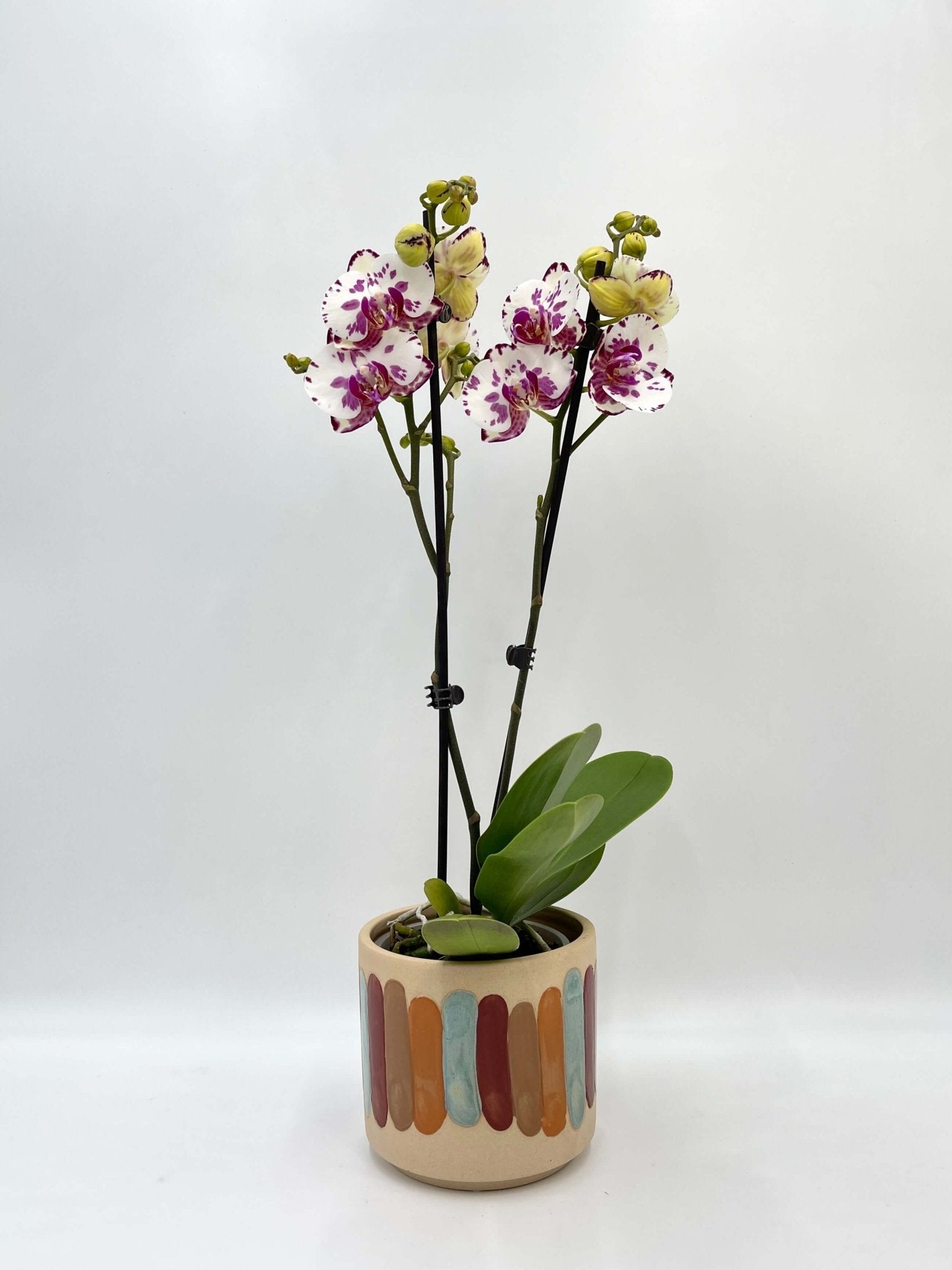 Phalaenopsis Viola - Rare Orchid - 50cm - Indoor Flowering Plant - Elegant Houseplant, Gift for Orchid Lovers