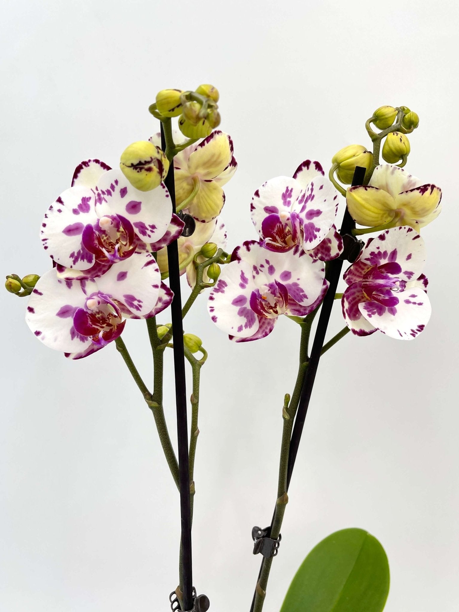 Phalaenopsis Viola - Rare Orchid - 50cm - Indoor Flowering Plant - Elegant Houseplant, Gift for Orchid Lovers