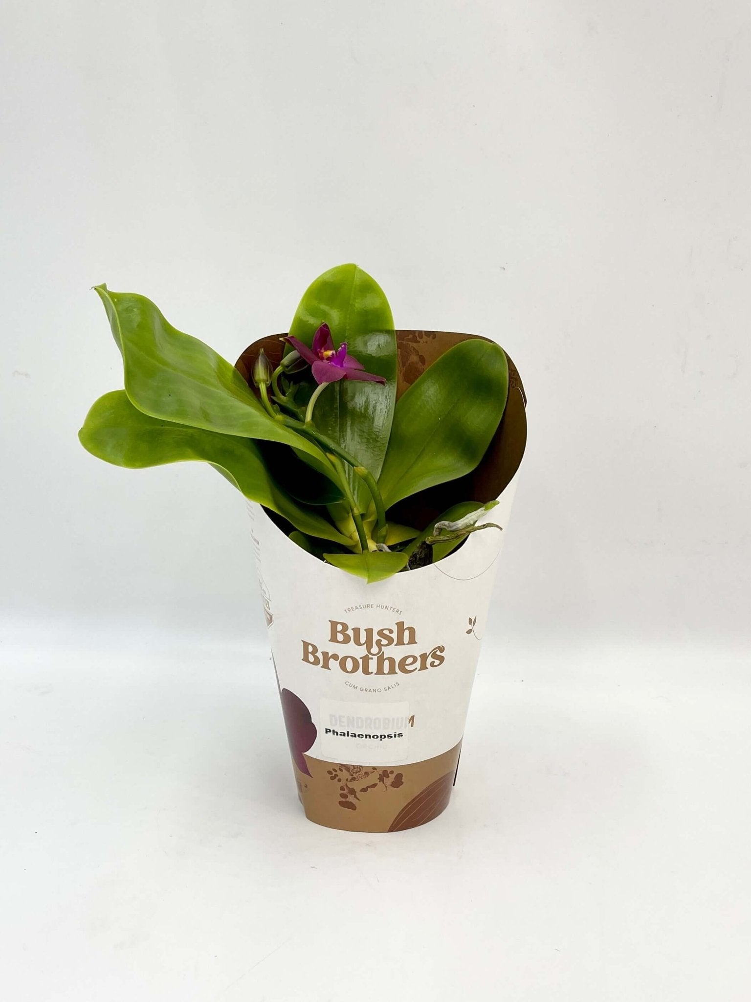 Phalaenopsis Violacea – Fragrant Orchid with Exotic Charm