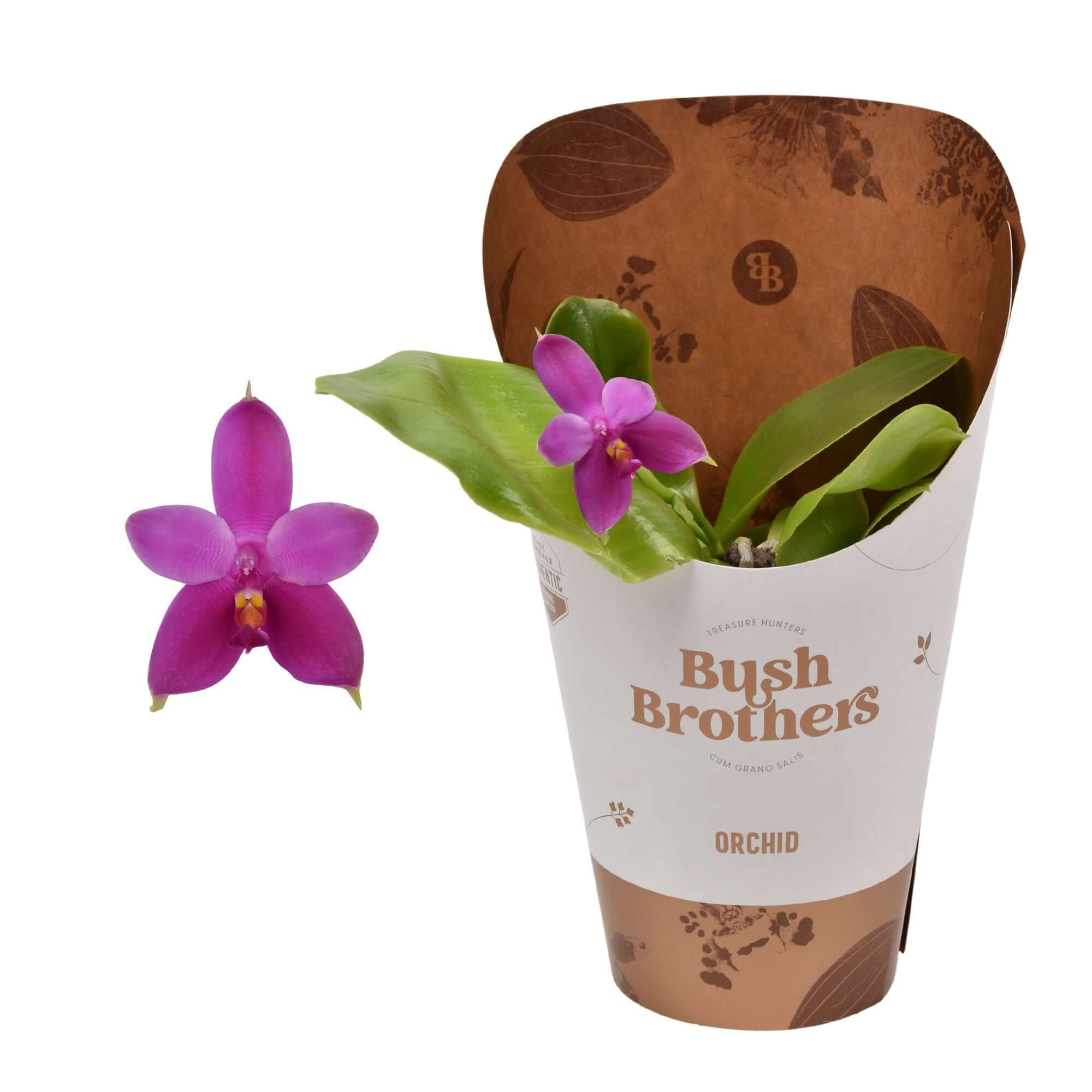 Phalaenopsis Violacea – Fragrant Orchid with Exotic Charm
